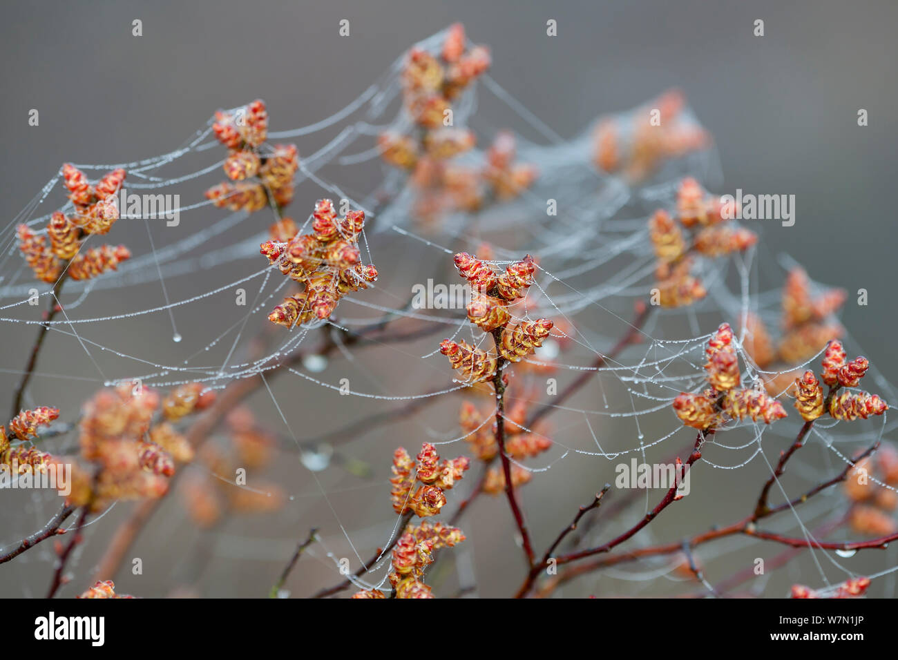 Sweetgale (Myrica gale) mit Tau und Spinnweben. Groot Schietveld, Wuustwezel, Belgien, März. Stockfoto