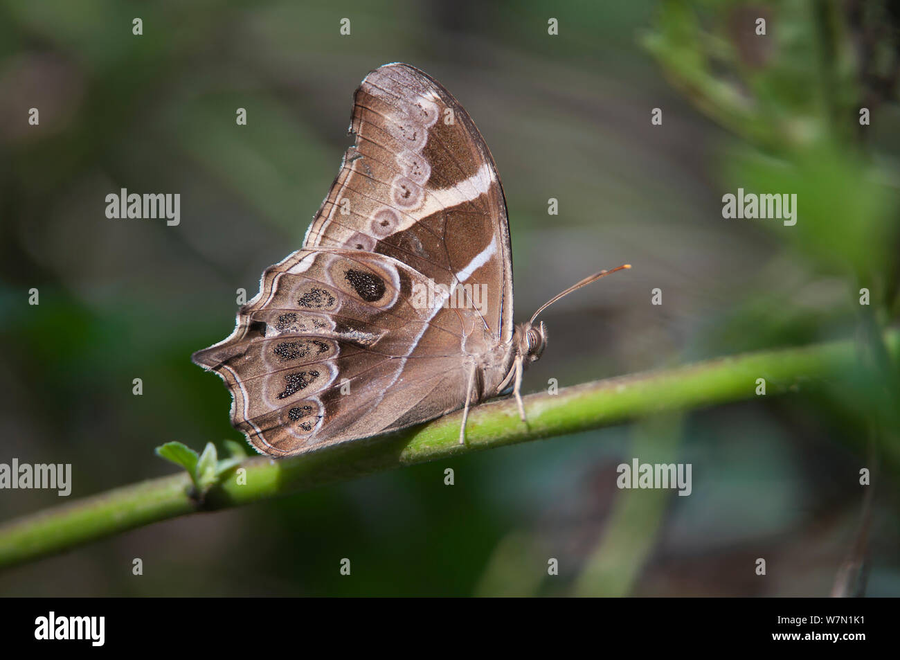 Bambus Treebrown Lethe Butterfly (Europa). Sepahijala Wildlife Sanctuary, Andhra Pradesh, Indien. Stockfoto