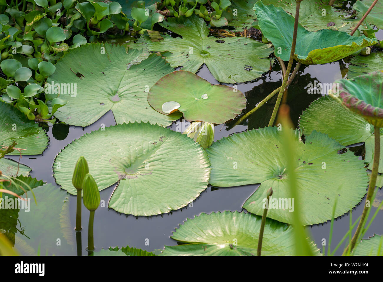 Lotus Blätter auf Teich See mit Wassertropfen Stockfoto