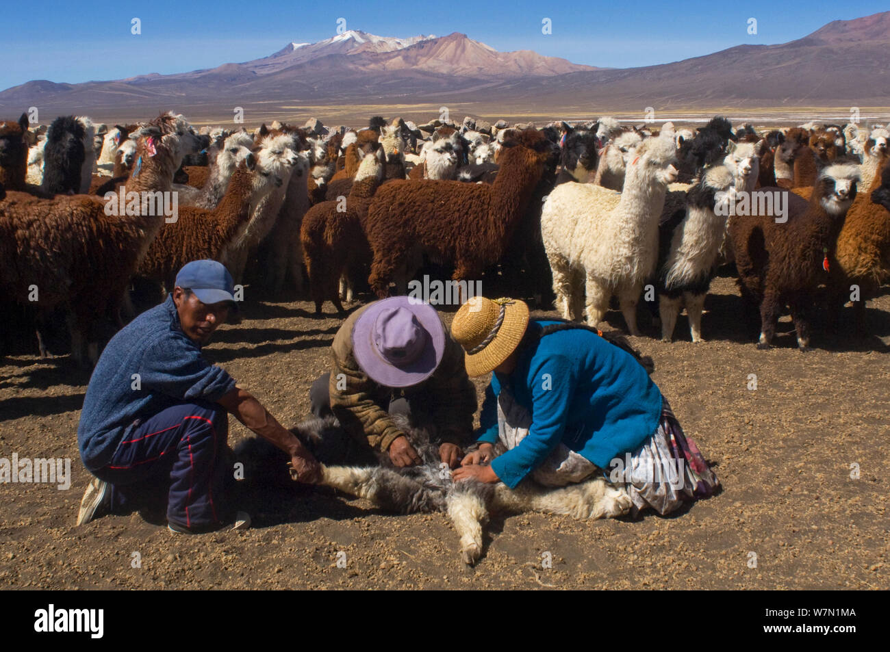 Landwirte behandeln Häuslich Alpaka/Lama Vicugna (/Vicungna pacos) für Wurm Infektion auf Altiplano Ebenen. Sajama Nationalpark, Bolivien. Stockfoto