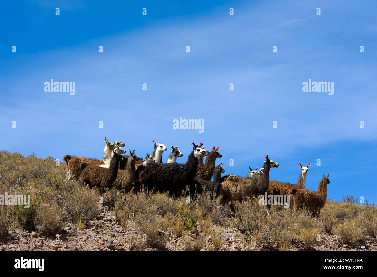 Domestizierten Lama (Lama glama) Herde auf hohen Ebenen. Bolivien, Südamerika. Stockfoto