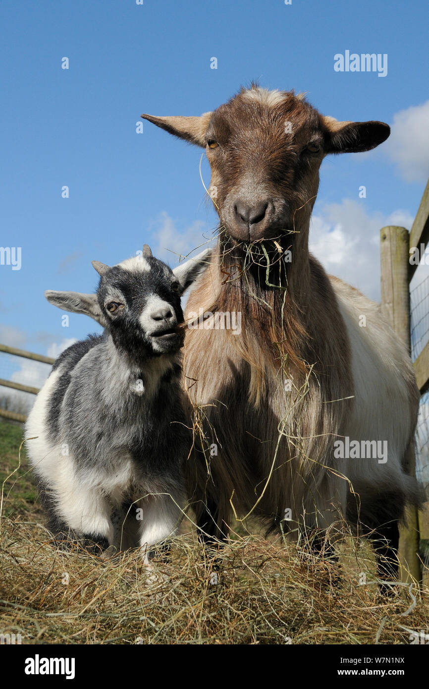 Pygmy goat Kid (Capra Hircus) kauen Bart seiner Mutter, als sie Kaut, Heu, Wiltshire, UK, März. Stockfoto