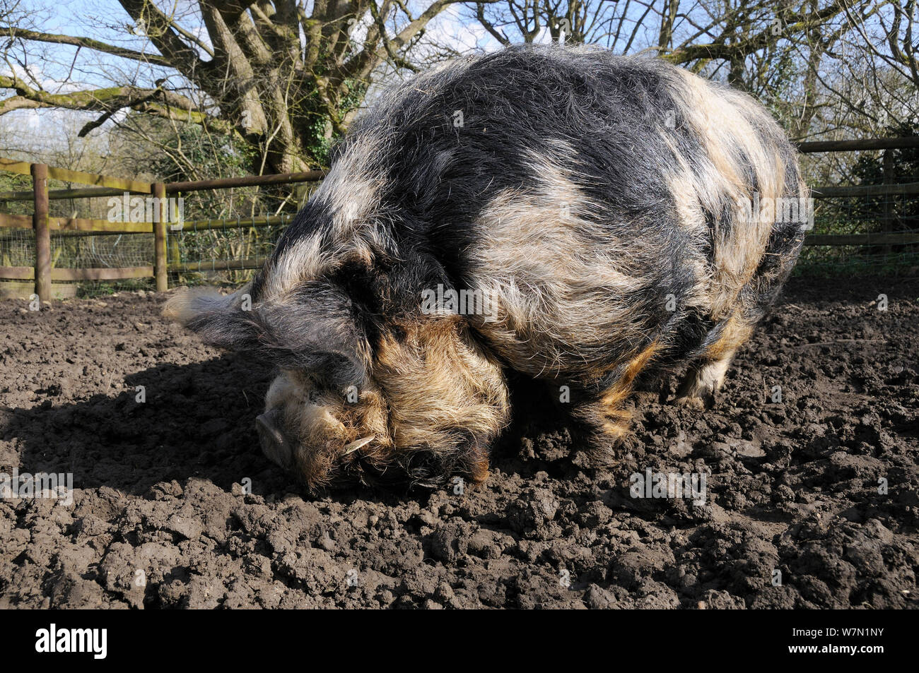Kunekune Schwein (Sus scrofa domestica), ein Neuseeland Rasse, Nahrungssuche in schlammigen Freilandhaltung pen, Wiltshire, UK, März. Stockfoto