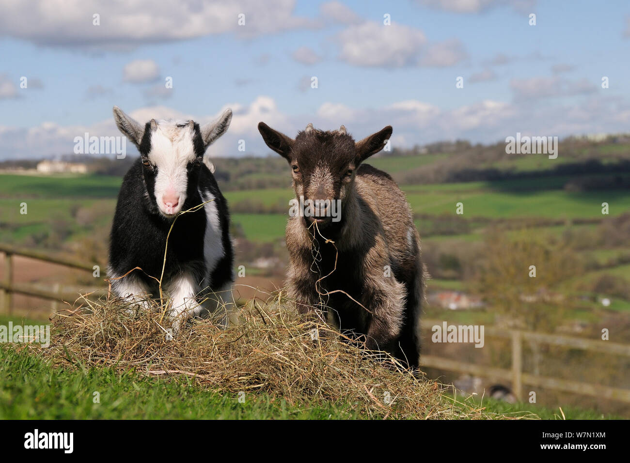 Zwei Pygmy goat Kinder (Capra Hircus) Beweidung Heu auf einem Hügel Paddock, Wiltshire, UK, März. Stockfoto