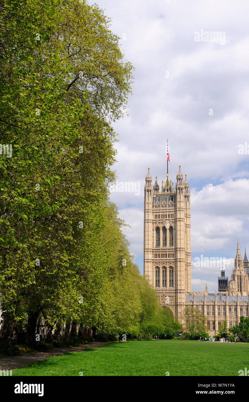 Reihe von London Platanen (Platanus x Hispanica) Futter Victoria Tower Gardens mit dem Palast von Westminster im Hintergrund, London, UK, Mai. 2012 Stockfoto