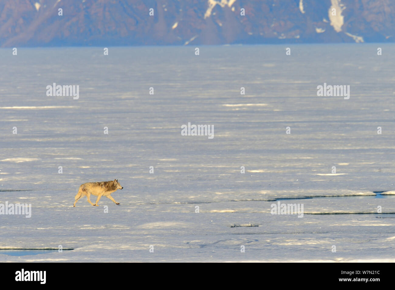 Männliche Arctic Wolf (Canis lupus arctos) Wandern auf Packeis, Ellesmere Island, Nunavut, Kanada, Juni 2012 Stockfoto