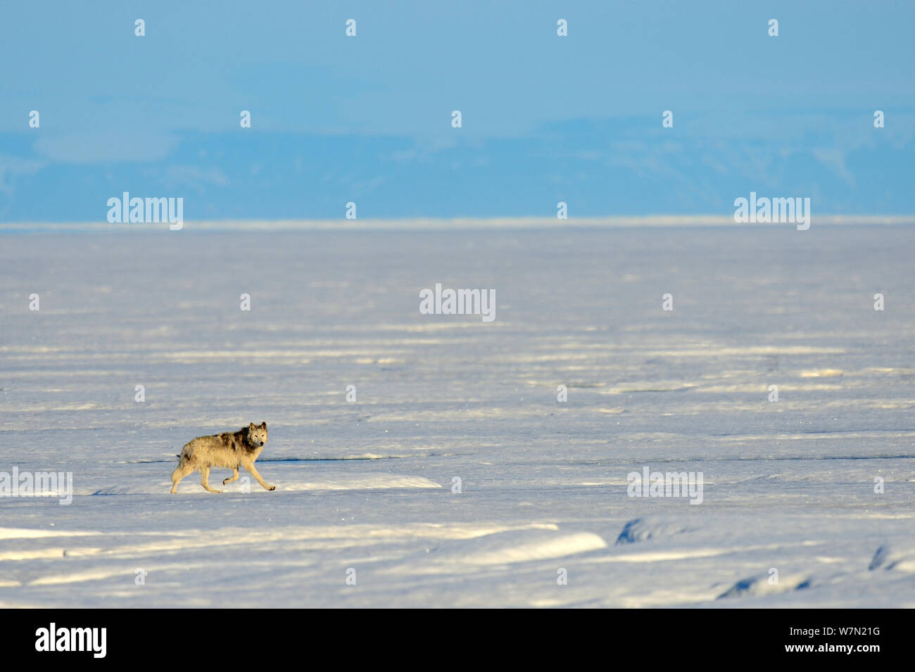 Männliche Arctic Wolf (Canis lupus arctos) Wandern auf Packeis, Ellesmere Island, Nunavut, Kanada, Juni 2012 Stockfoto