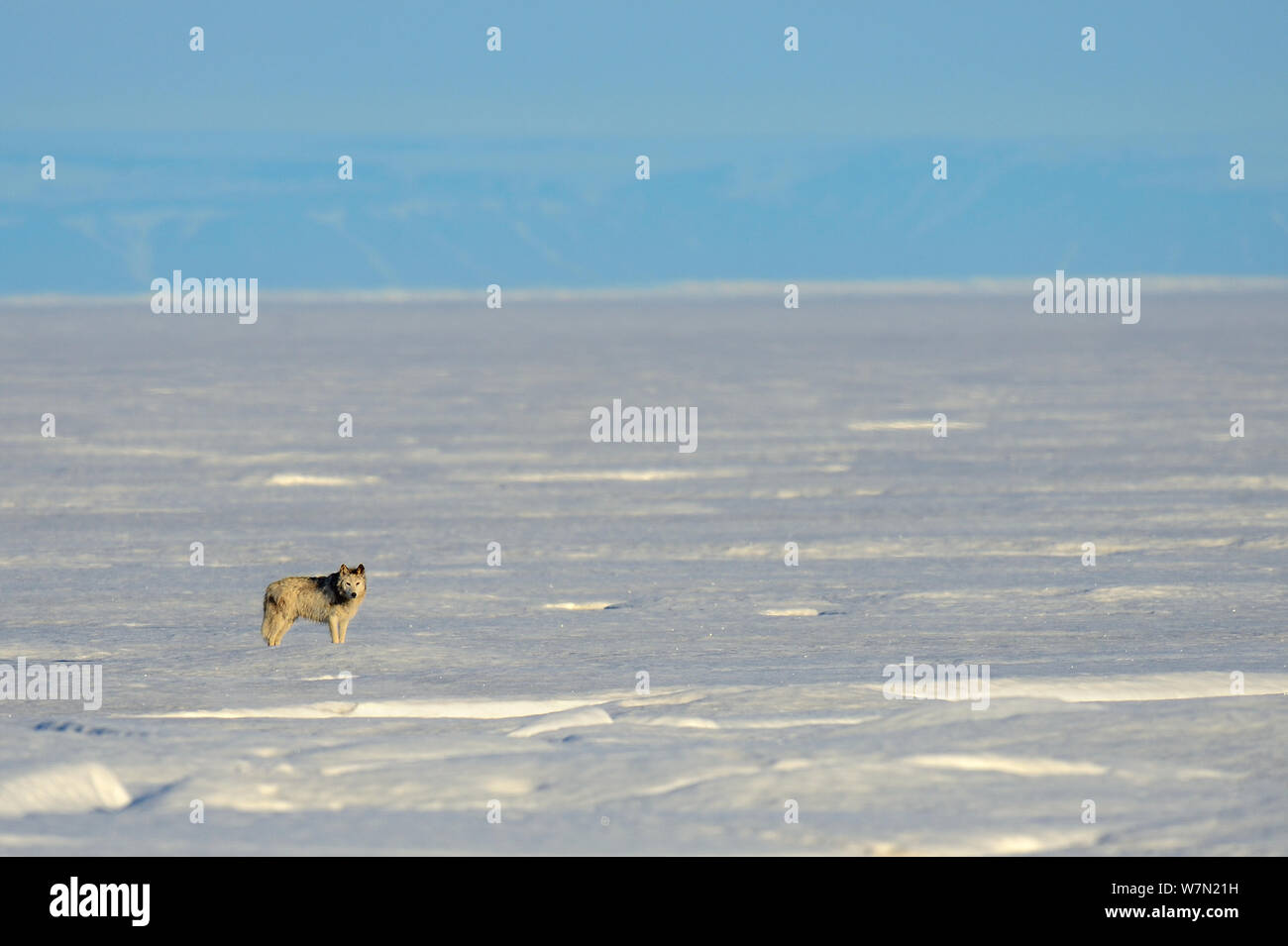 Männliche Arctic Wolf (Canis lupus arctos) Wandern auf Packeis, Ellesmere Island, Nunavut, Kanada, Juni 2012 Stockfoto