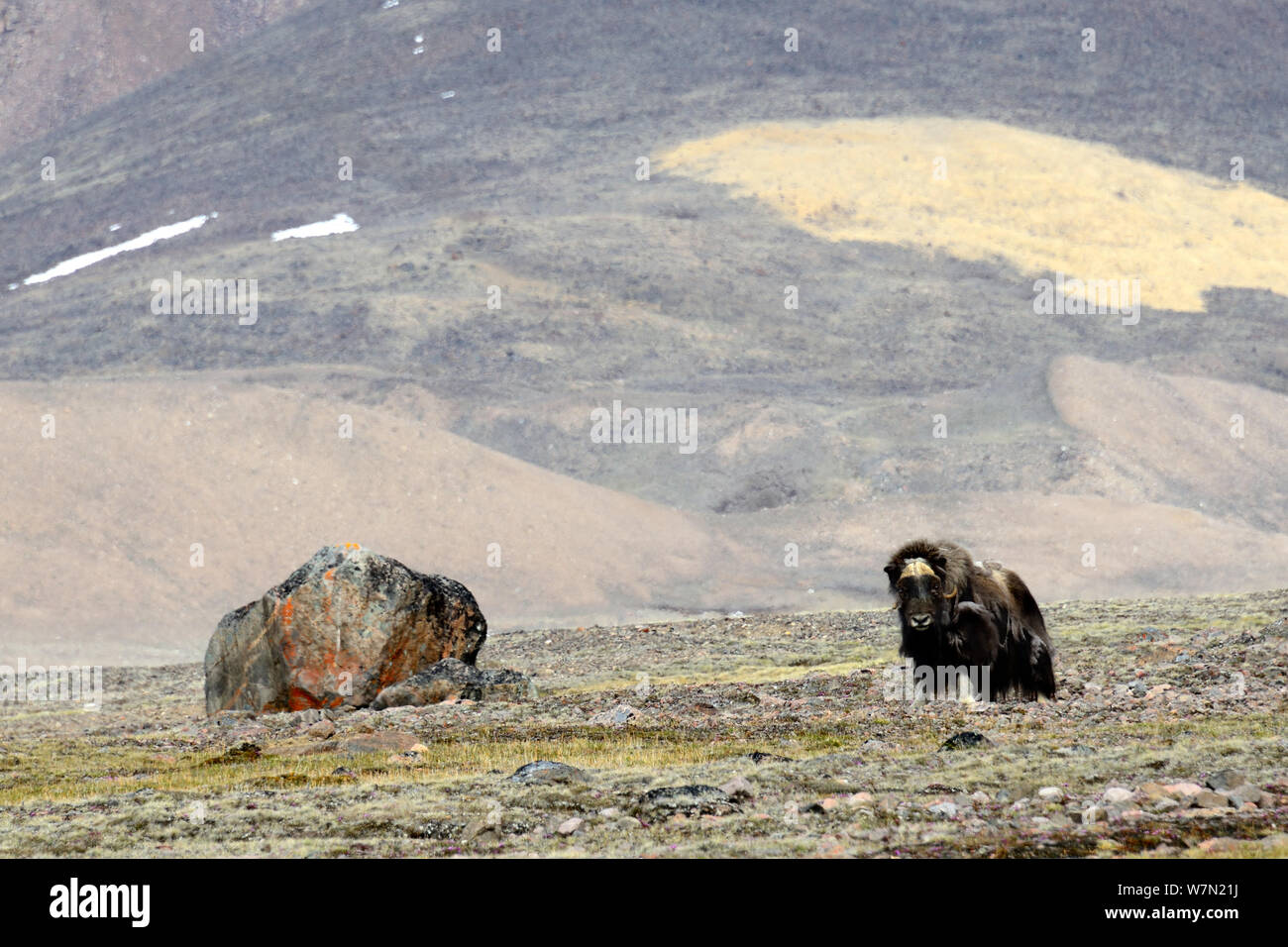Muskox (Ovibos moschatus), Ellesmere Island, Nunavut, Kanada, Juni 2012. Stockfoto