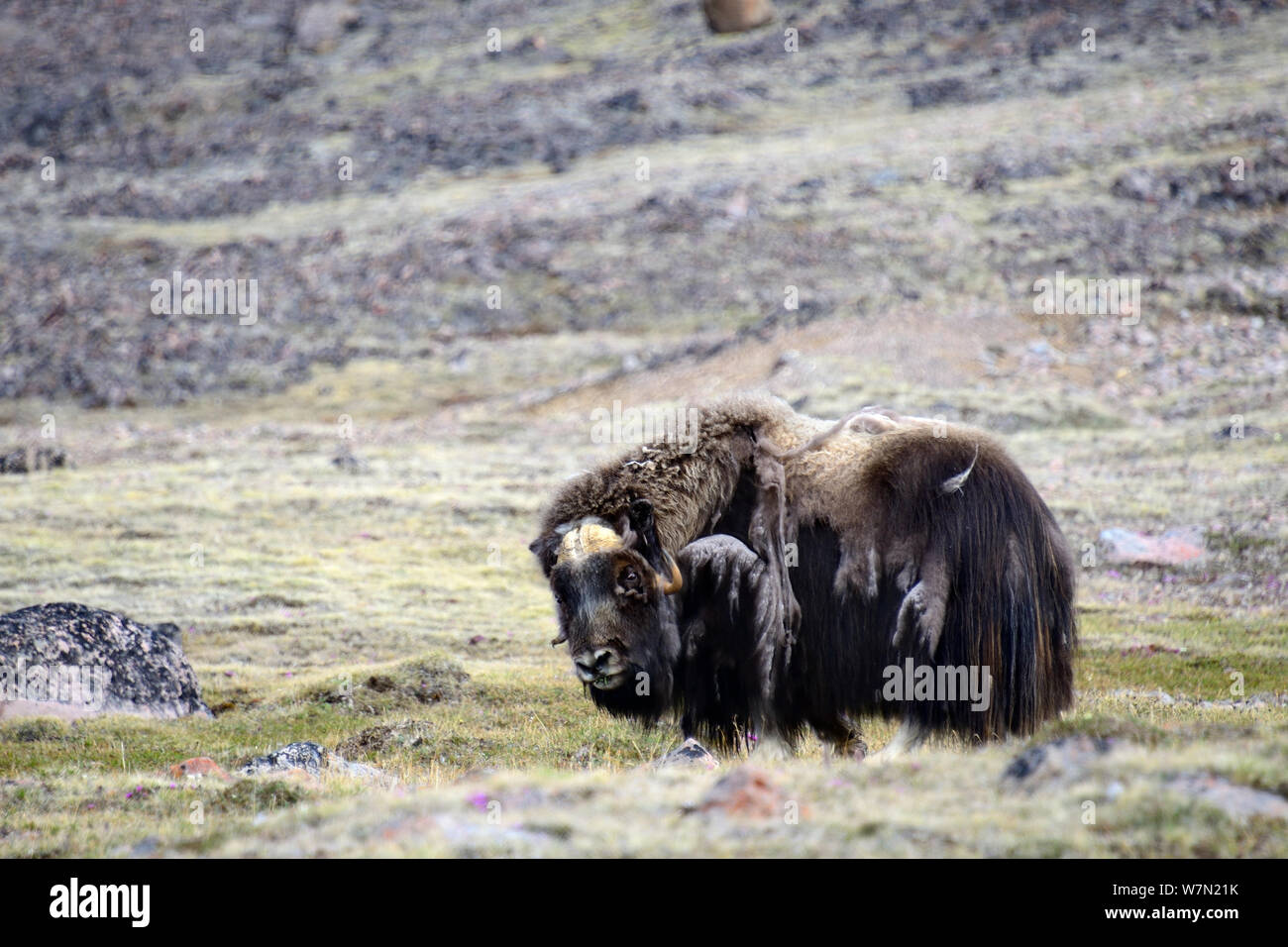 Muskox (Ovibos moschatus), Ellesmere Island, Nunavut, Kanada, Juni 2012. Stockfoto