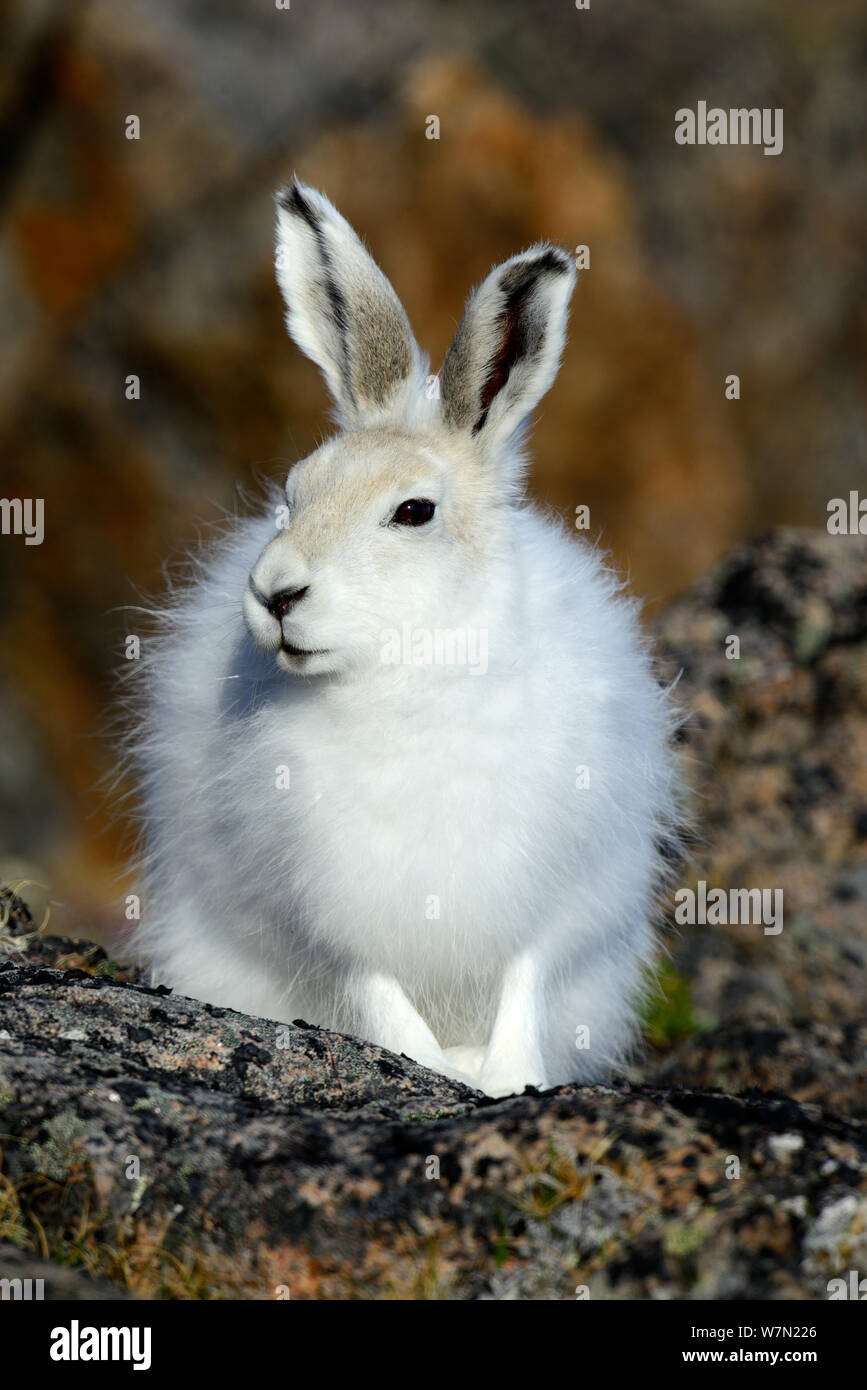 Arktis Hase (Lepus arcticus), Ellesmere Island, Nunavut, Kanada, Juni 2012. Stockfoto