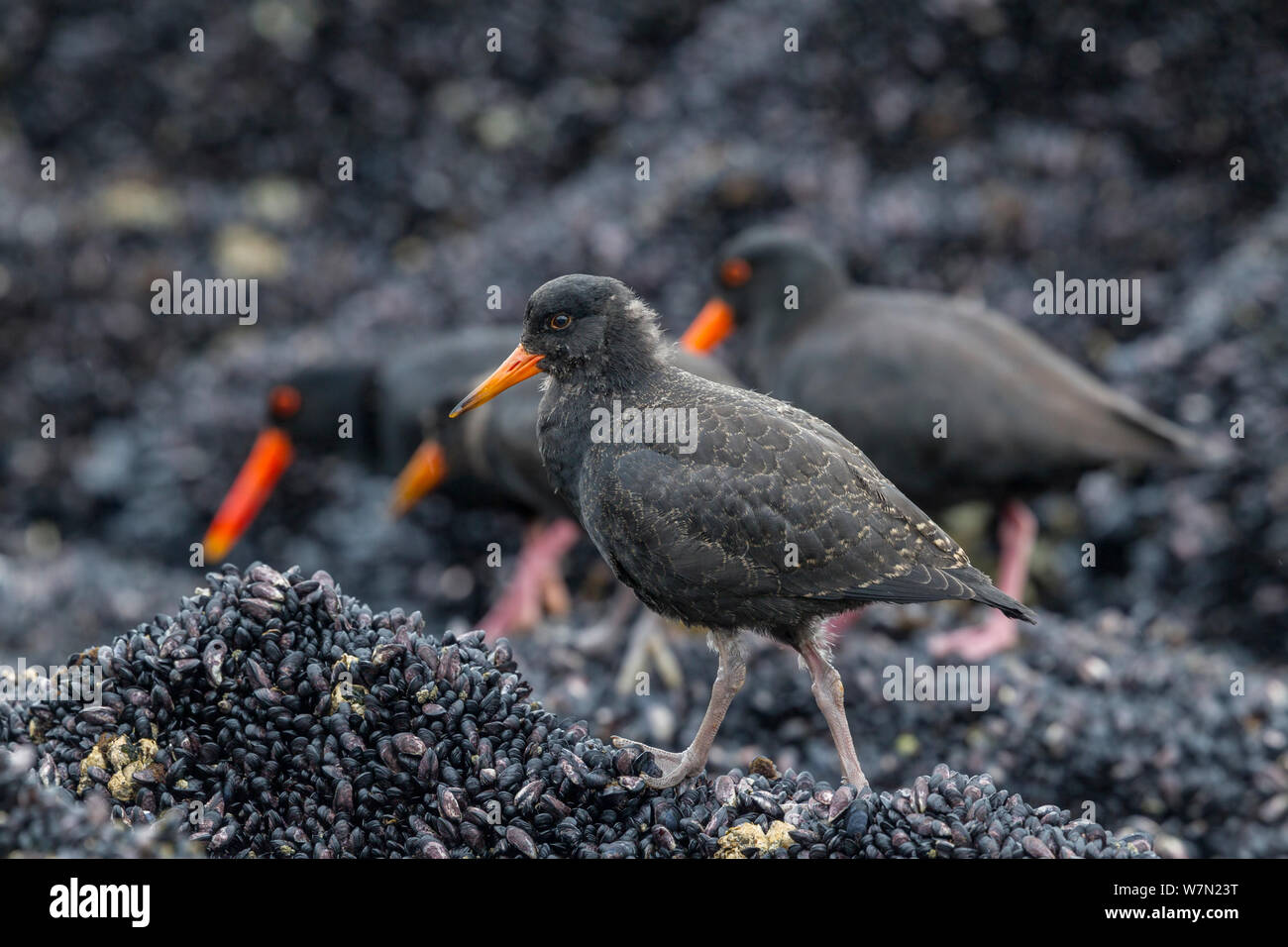 Variable Austernfischer (Haematopus unicolor) Kinder mit Erwachsenen im Hintergrund, Fütterung bei Ebbe. Dusky Sound, Fjordland, Neuseeland. Stockfoto