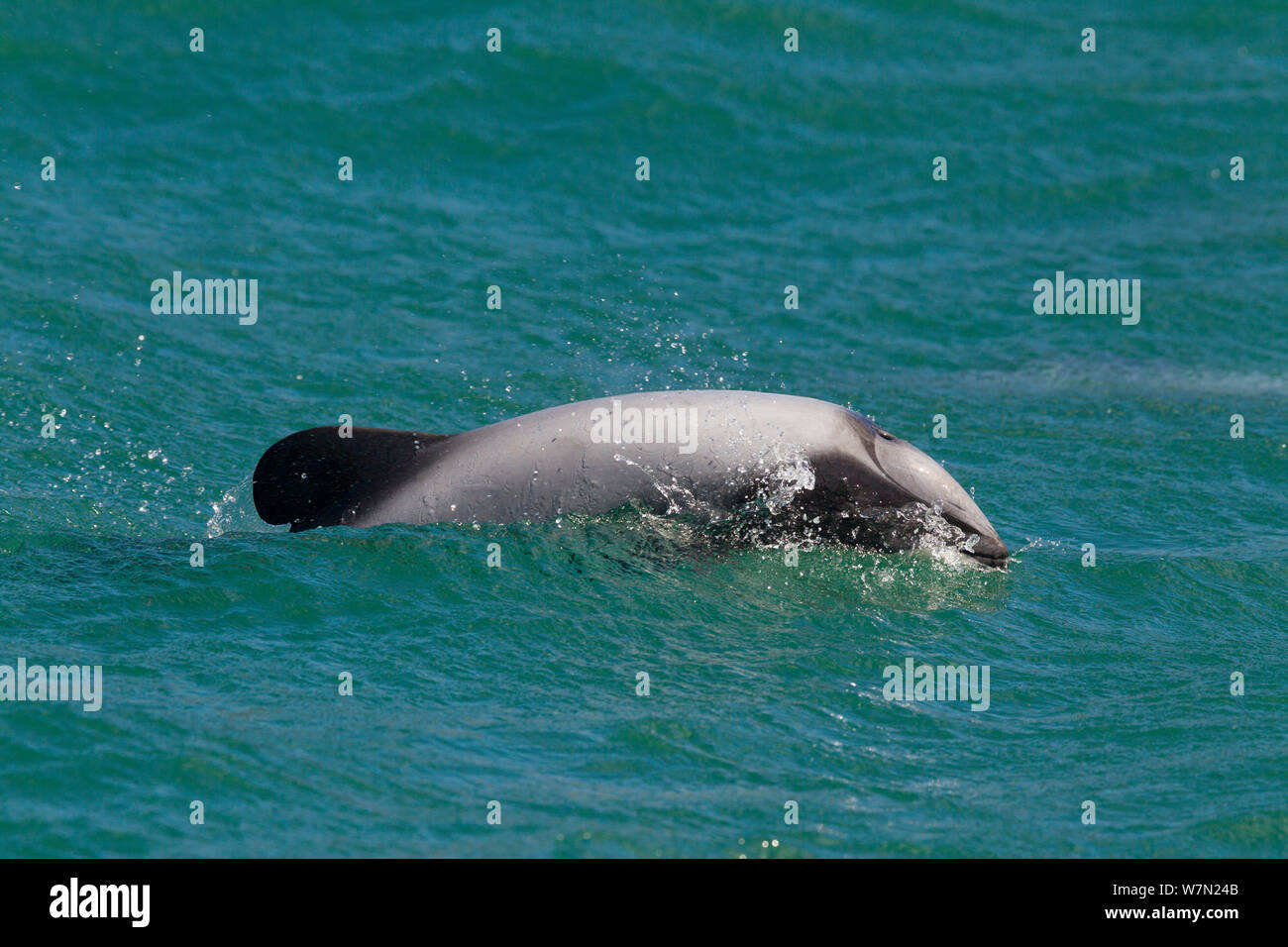 Hector's Dolphin (Cephalorhynchus hectori) brechen die Oberfläche, wie es mit den markanten Musterung atmet und gerundete Rückenflosse. Hafen von Akaroa, Canterbury, Neuseeland. Stockfoto