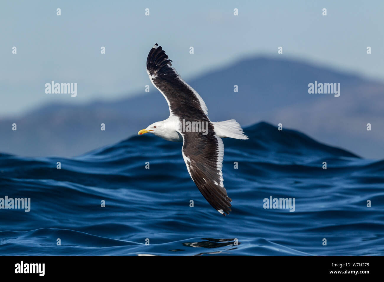 Südlichen schwarzen gesichert/kelp Möwe (Larus dominicanus) im Flug niedrig über dem Meer mit einer Welle hinter, in Kaikoura, Canterbury, Neuseeland Stockfoto