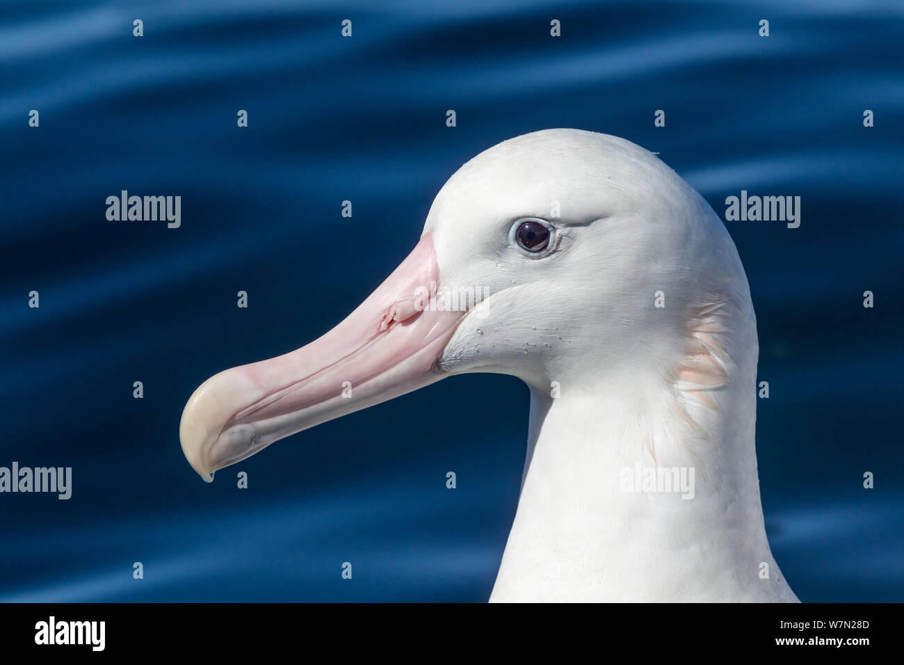 Neuseeland Albatross (Diomedea antipodensis) Nahaufnahme Kopf hoch, in Kaikoura, Canterbury, Neuseeland. Stockfoto