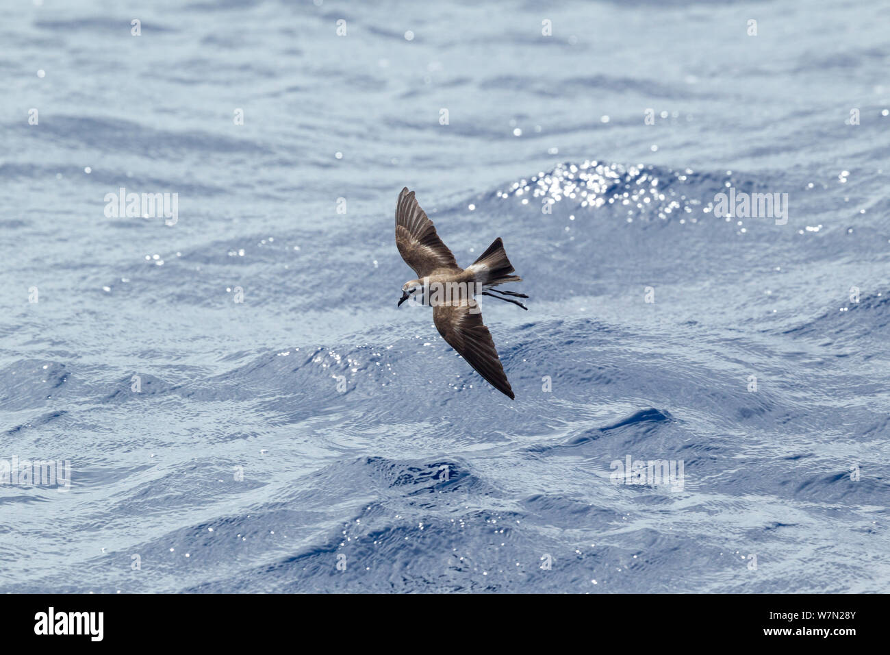 White-faced Sturm - petrel (Pelagodroma marina) im Flug niedrig über dem Wasser, Anzeigen upperwing. Die drei Könige, weit im Norden, Neuseeland. Stockfoto