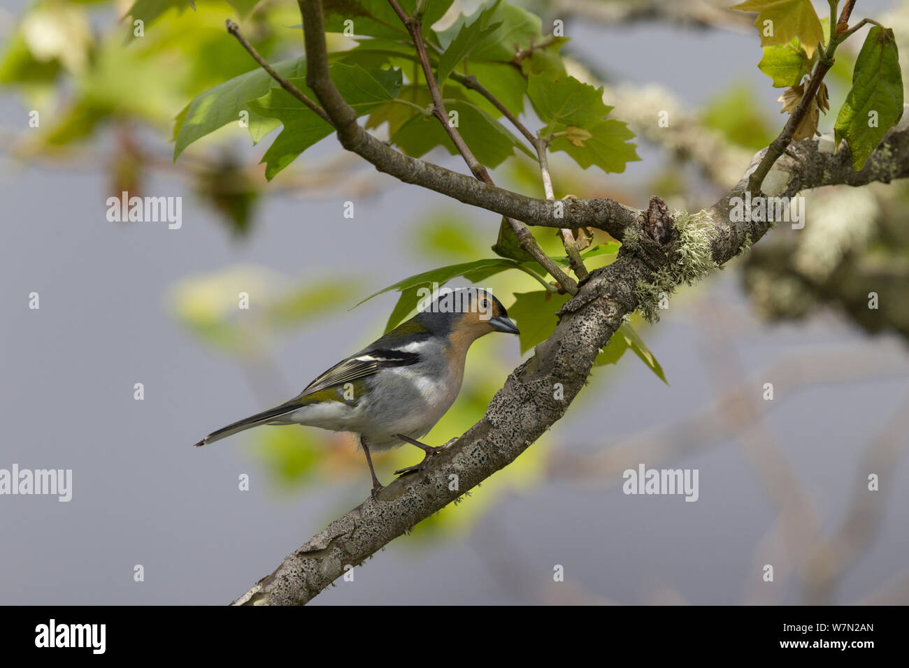 Madeira Buchfink (Fringilla coelebs madeirensis) männliche Darstellung zu einem nahe gelegenen weiblich, mit Hals gestreckt nach oben und Bauch Gebläht. Ribeiro Frio, Madeira, North Atlantic. Mai. Stockfoto