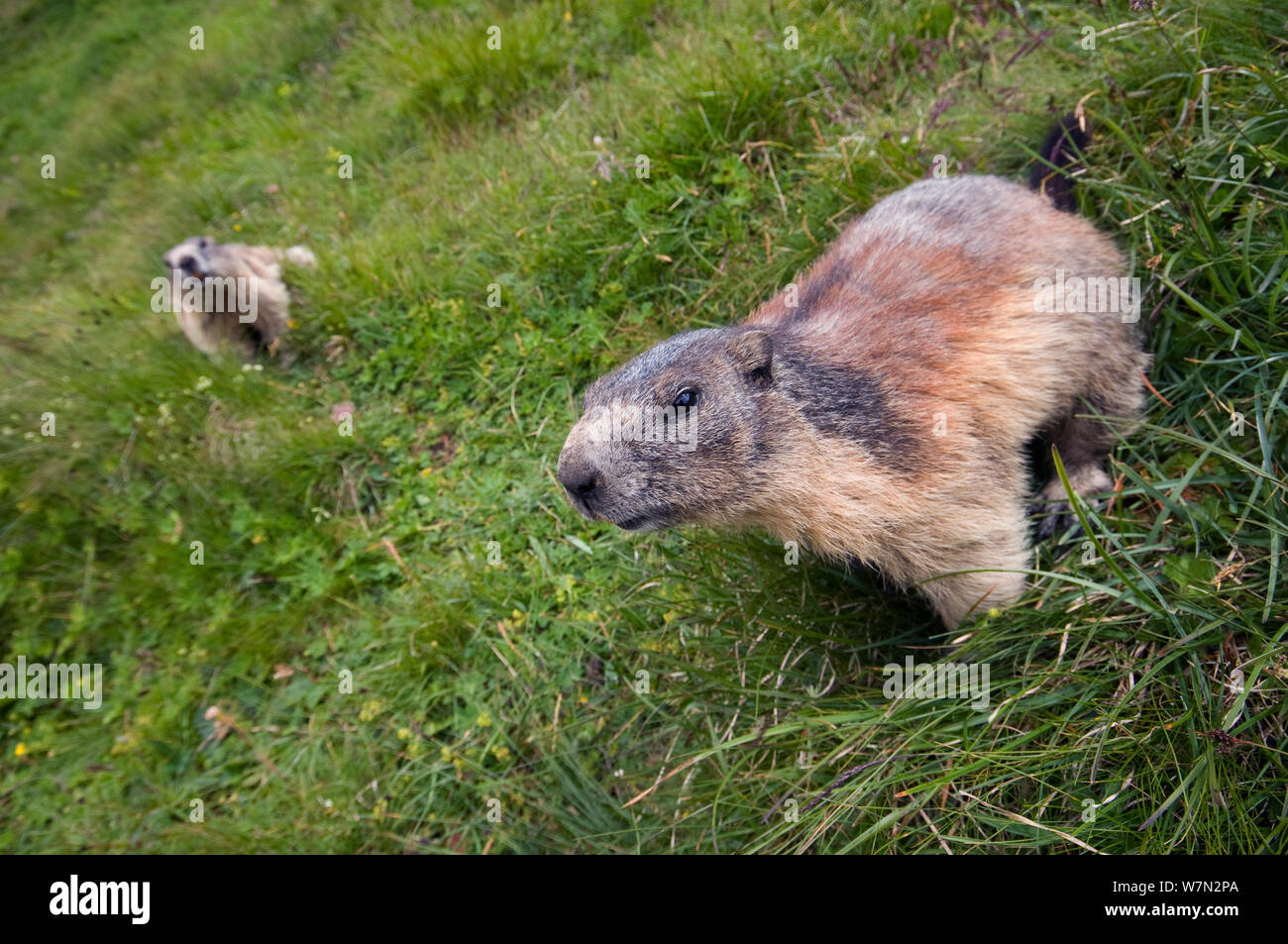 Alpine Murmeltier (Marmota marmota), Nationalpark Hohe Tauern, Österreich, Juli Stockfoto