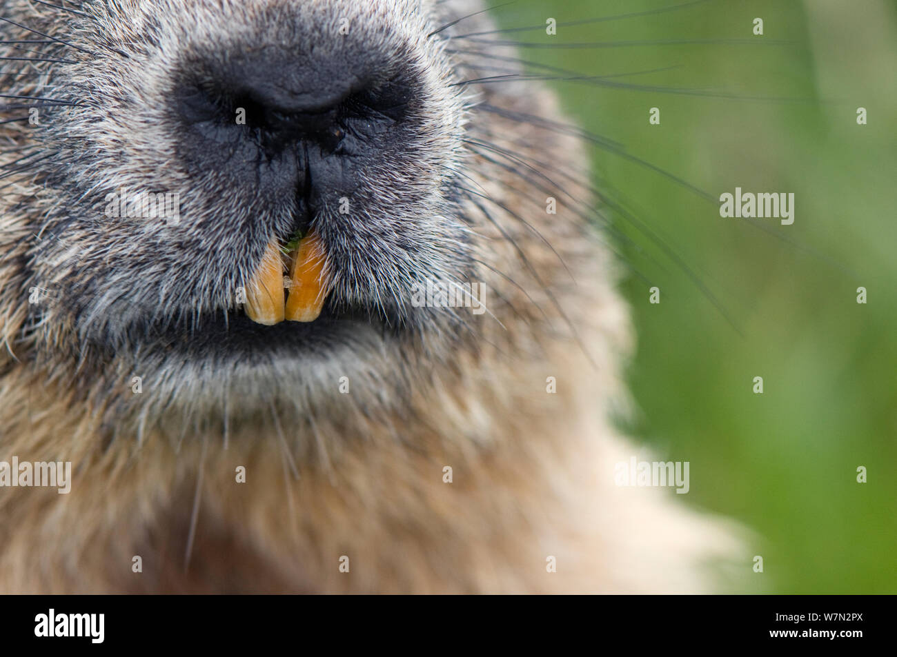 Close-up von Alpine Murmeltier (Marmota marmota) Nase und Mund, Zähne, Nationalpark Hohe Tauern, Österreich, Juli Stockfoto