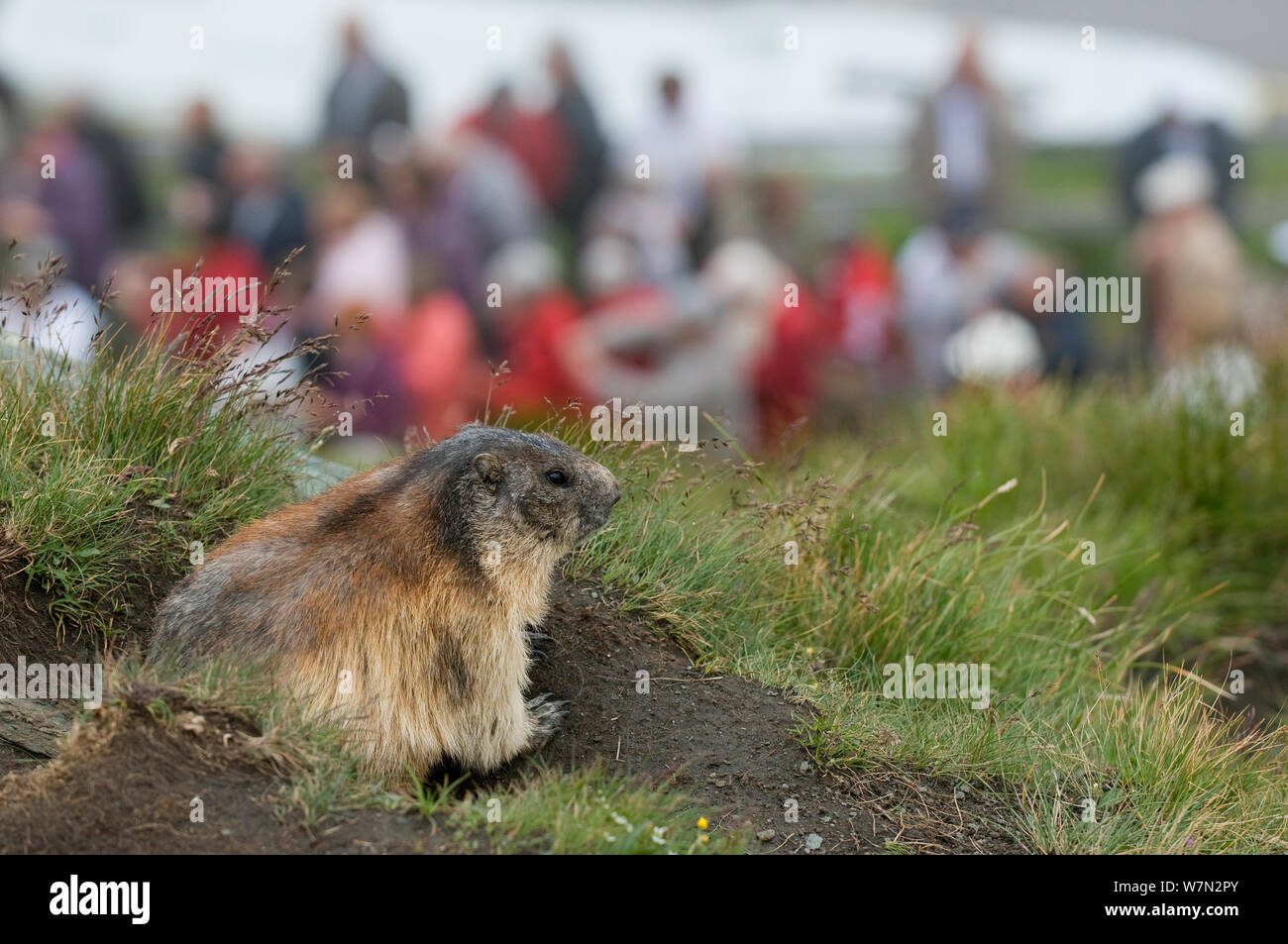 Alpine Murmeltier (Marmota marmota) am Eingang mit Menschen im Hintergrund zu graben, Nationalpark Hohe Tauern, Österreich, Juli Stockfoto