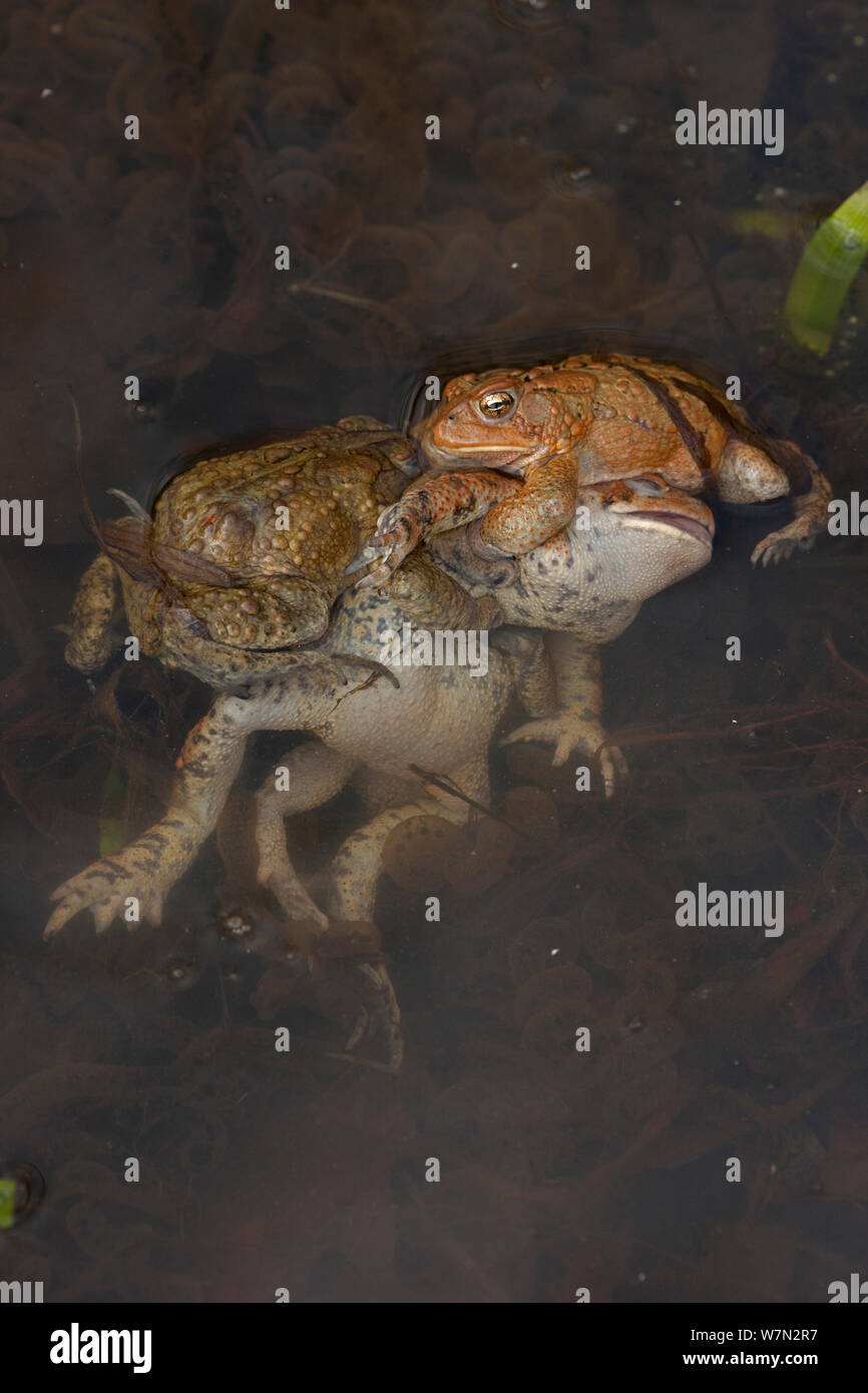 Amerikanische Kröte (Bufo americanus) mehrere Männchen, ein Weibchen zu begatten, New York, USA Stockfoto