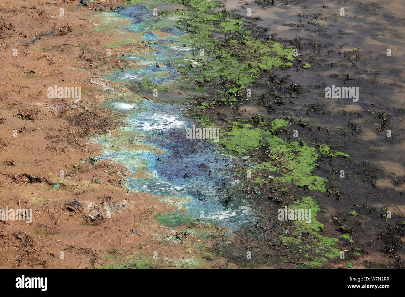 Blau-grüne Algen (oscillatoria) am Rande der einen Wasserkocher loch Teich, Herefordshire, England, UK, Juni Stockfoto