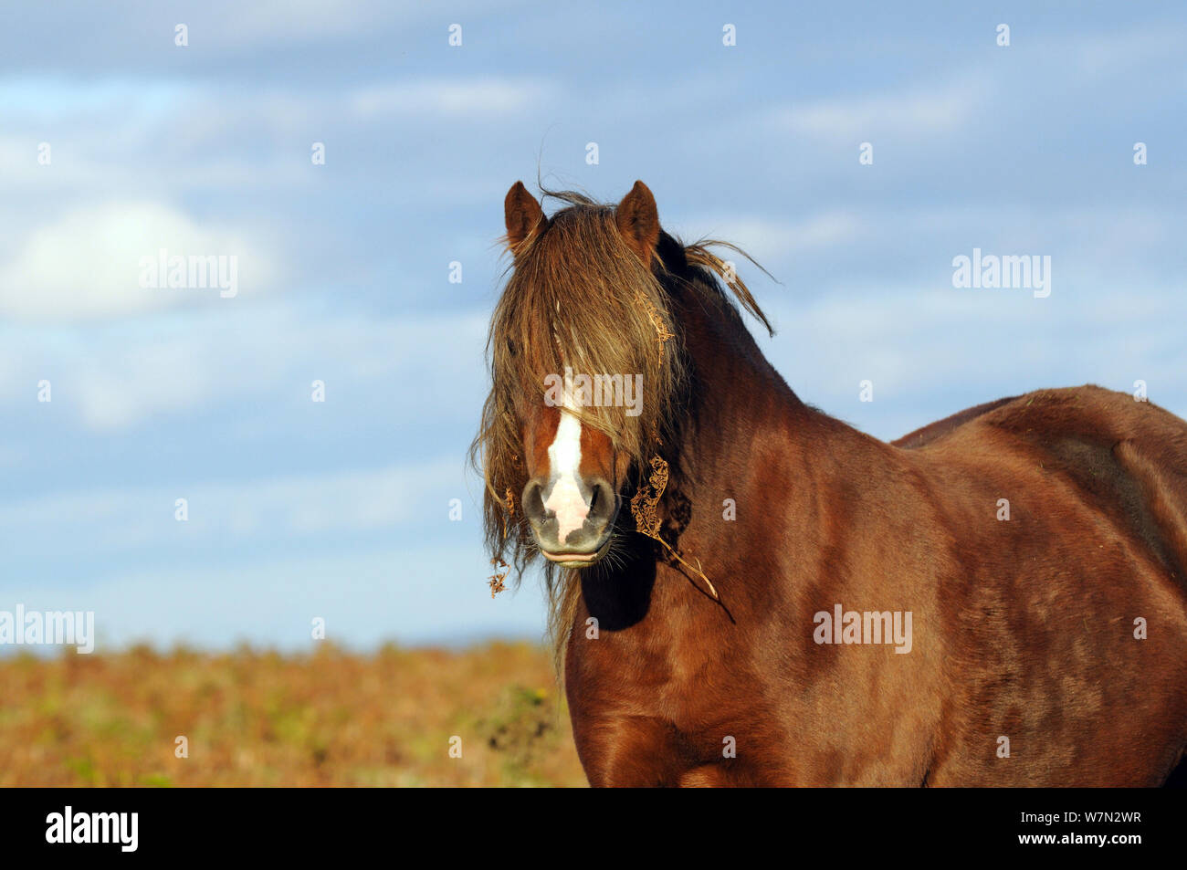 Welsh Pony (Equus caballus), mit toten Adlerfarn (Pteridium aquilinum) in langen forelock/Mähne, Hergest Ridge, Herefordshire, England, Großbritannien, Oktober Stockfoto