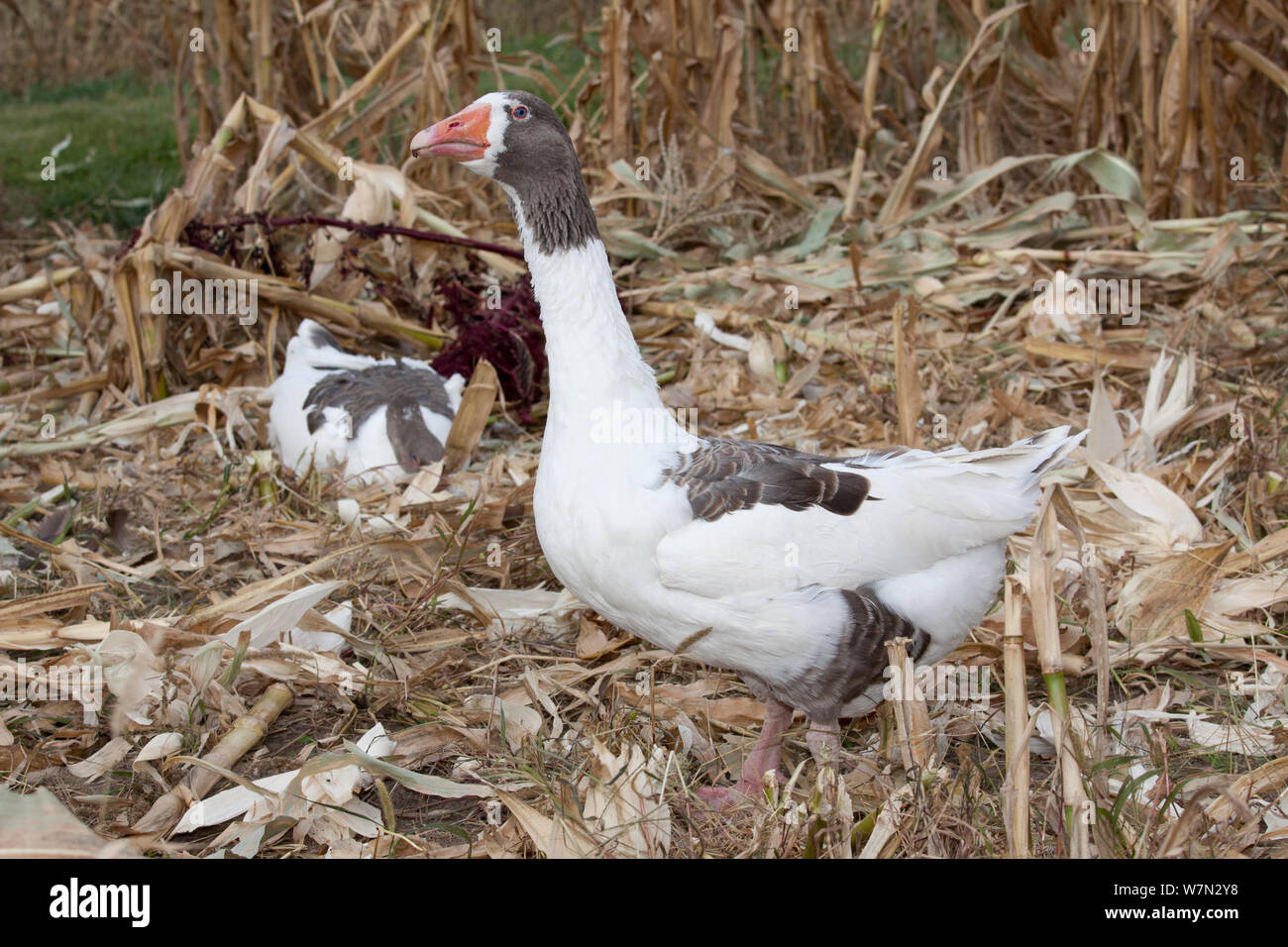 Grau Saddleback Pomeranian Goose (Anser anser), eine mittlere Hausgans wahrscheinlich entwickelt aus dem Wilden Osten Graugans Eurasiens. Calamus, Iowa, USA, November. Stockfoto