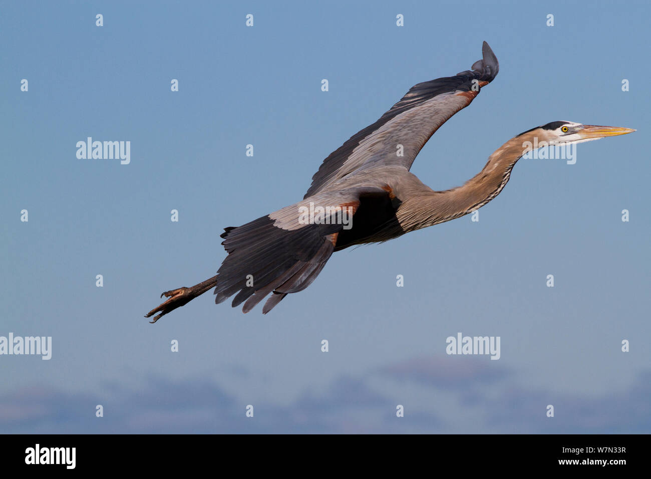 Great Blue Heron (Ardea herodias) im Flug. Pinellas County, Florida, USA, Dezember. Stockfoto