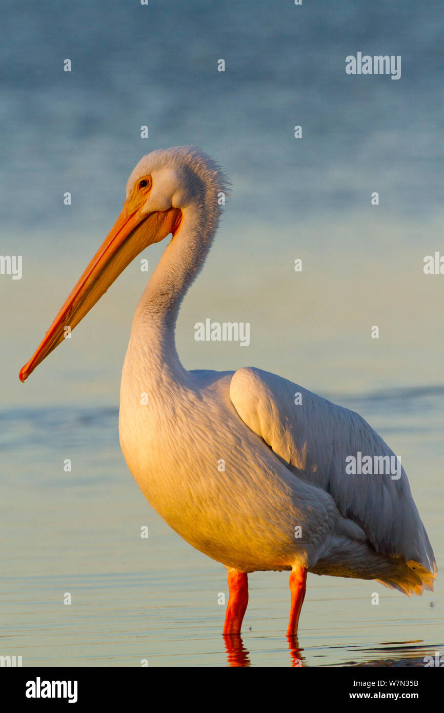 American White Pelican (Pelecanus erythrorhynchos) Überwinterung auf Gezeiten Bay in der Dämmerung Licht. Manatee County, Florida, USA, Dezember. Stockfoto