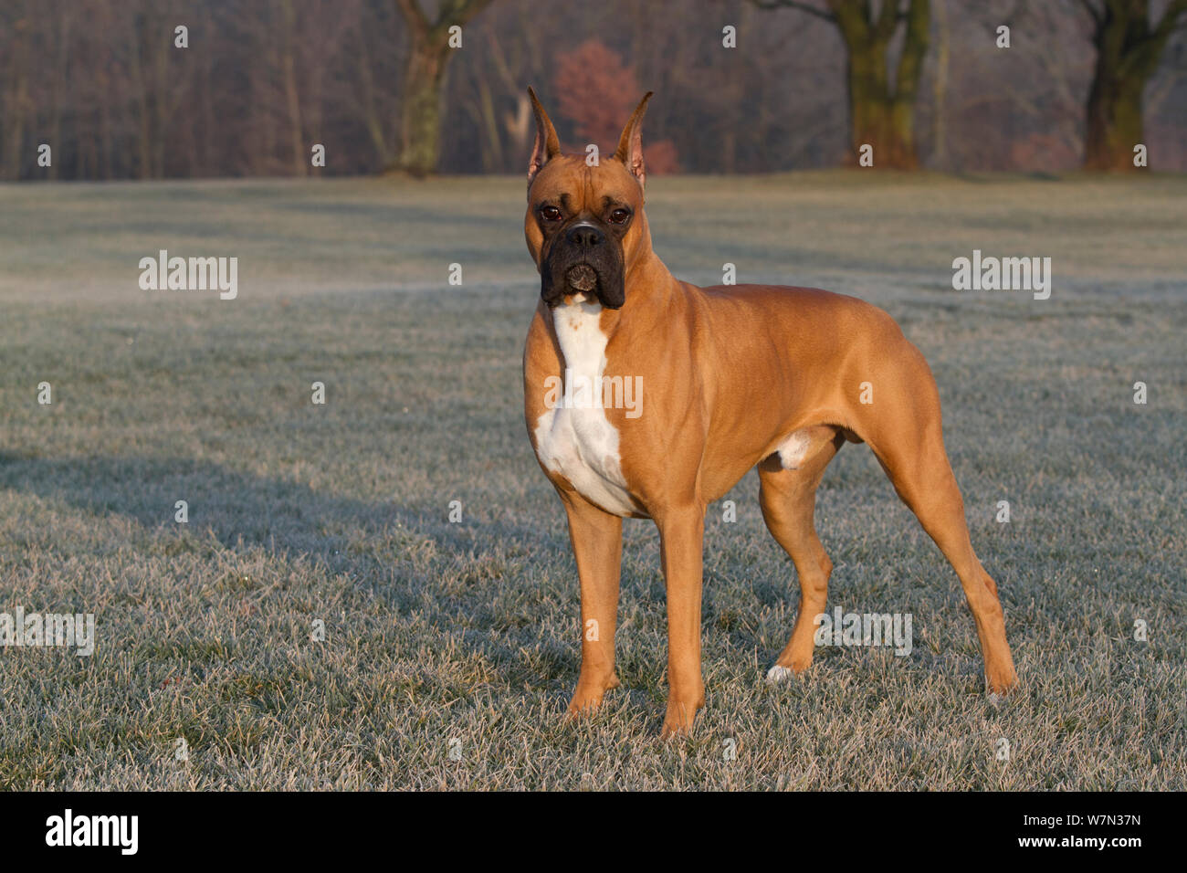 Boxer Hund mit kupierten Ohren, Porträt auf eisige Gras, USA  Stockfotografie - Alamy