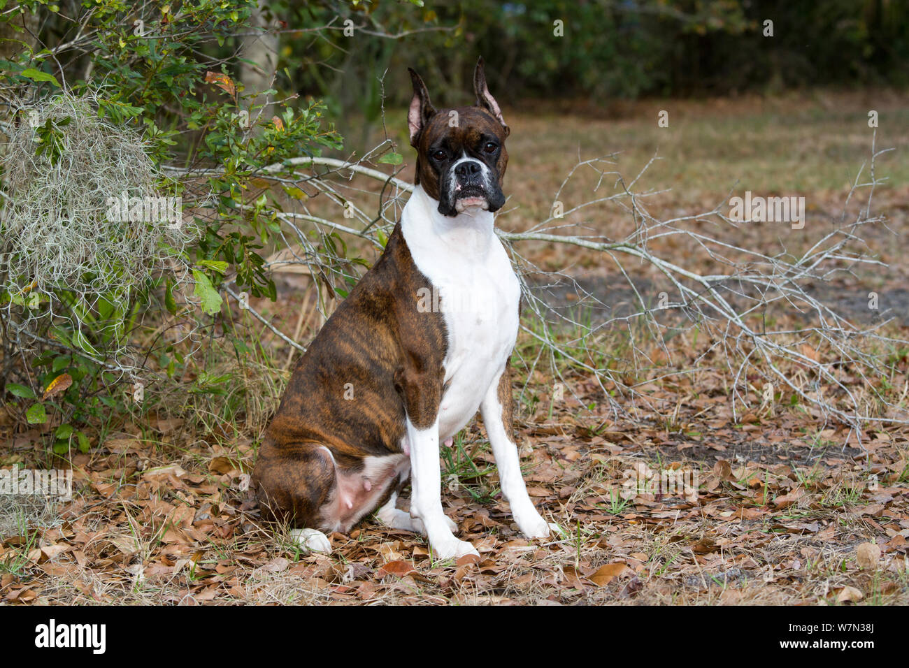 Gestromte boxer hunde -Fotos und -Bildmaterial in hoher Auflösung – Alamy