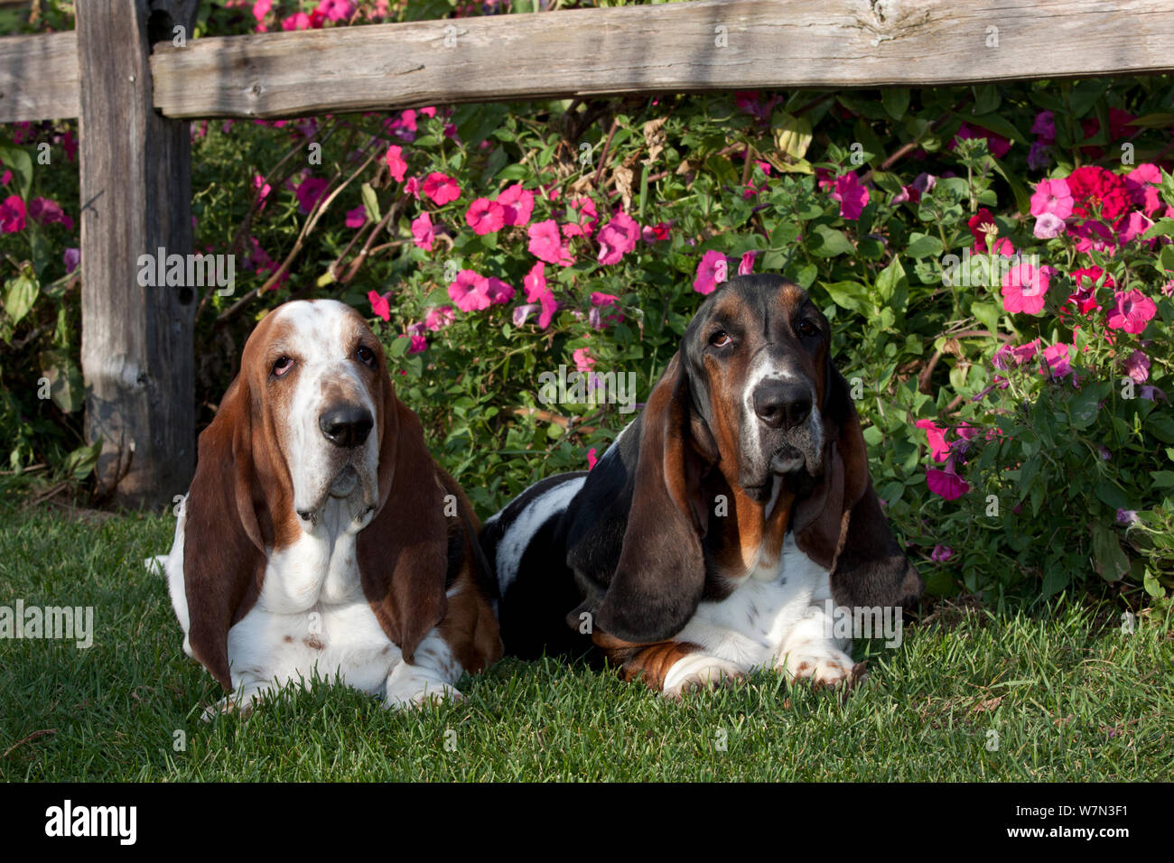 Zwei dreifarbige Basset Hound Hunde liegen auf Gras von Rosa Petunie im Garten. USA Stockfoto