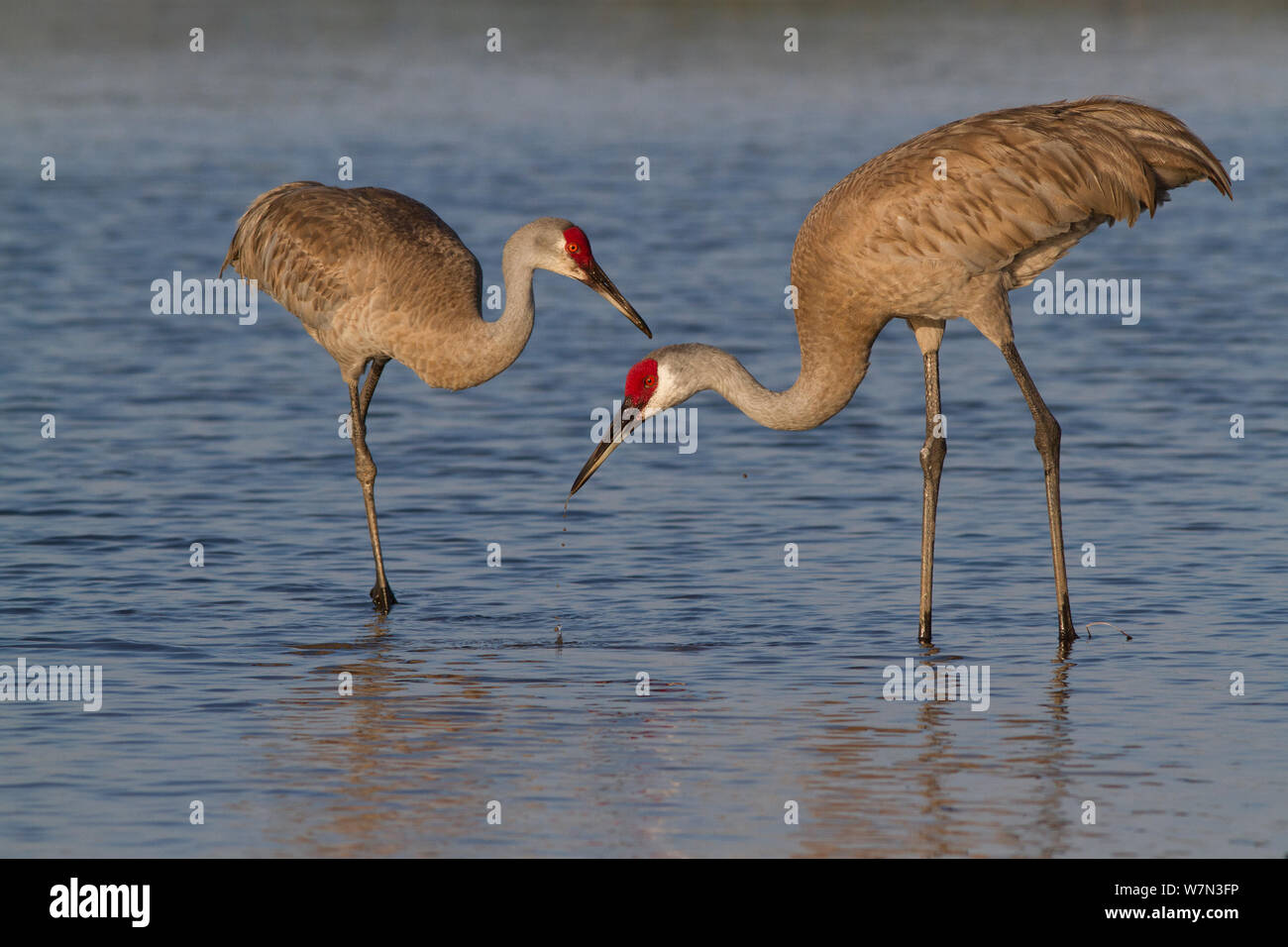 Florida Kanadakraniche (Grus canadensis pratensis) Nahrungssuche im See Untiefen. Sarasota County, Florida, USA, April. Stockfoto