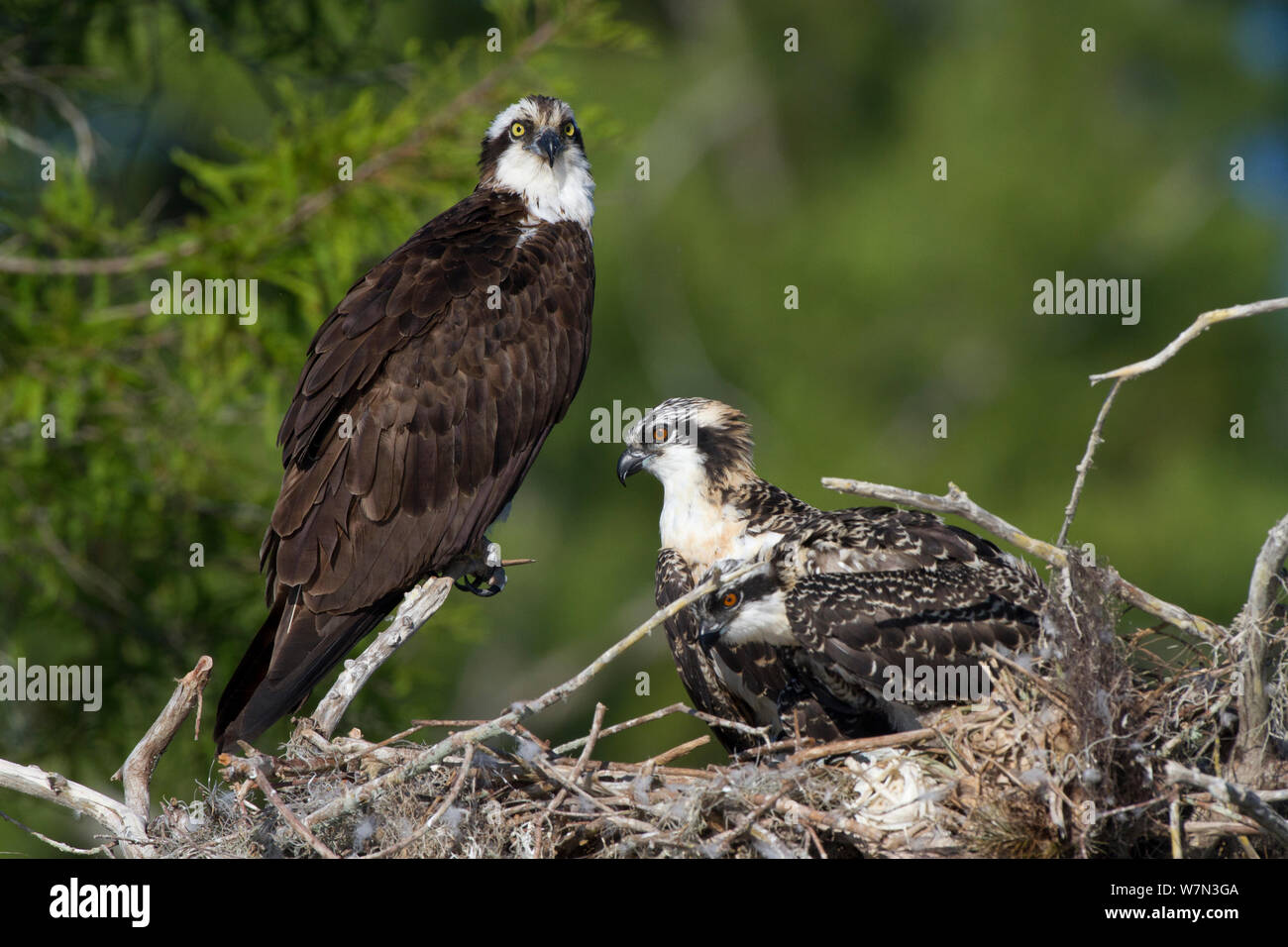 Fischadler (Pandion haliaetus) mit Küken im Nest in kahlen Zypressen. Blue Cypress Lake, Vero Beach, Florida, USA, April. Stockfoto