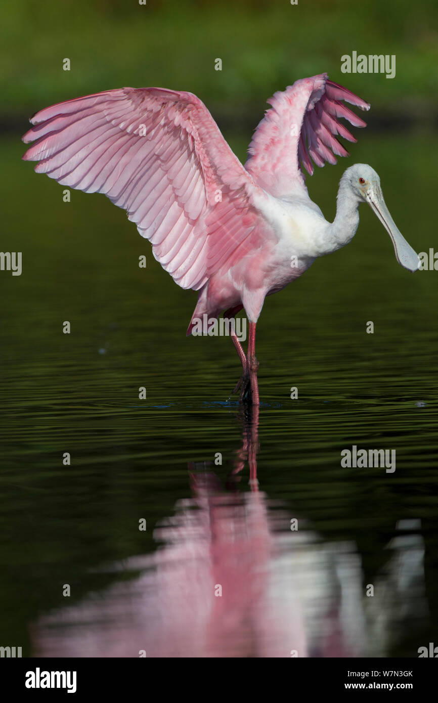 Sub - Erwachsene Rosalöffler (Platalea ajaja) seine Flügel, die sich im flachen Wasser. Sarasota County, Florida, USA, April. Stockfoto
