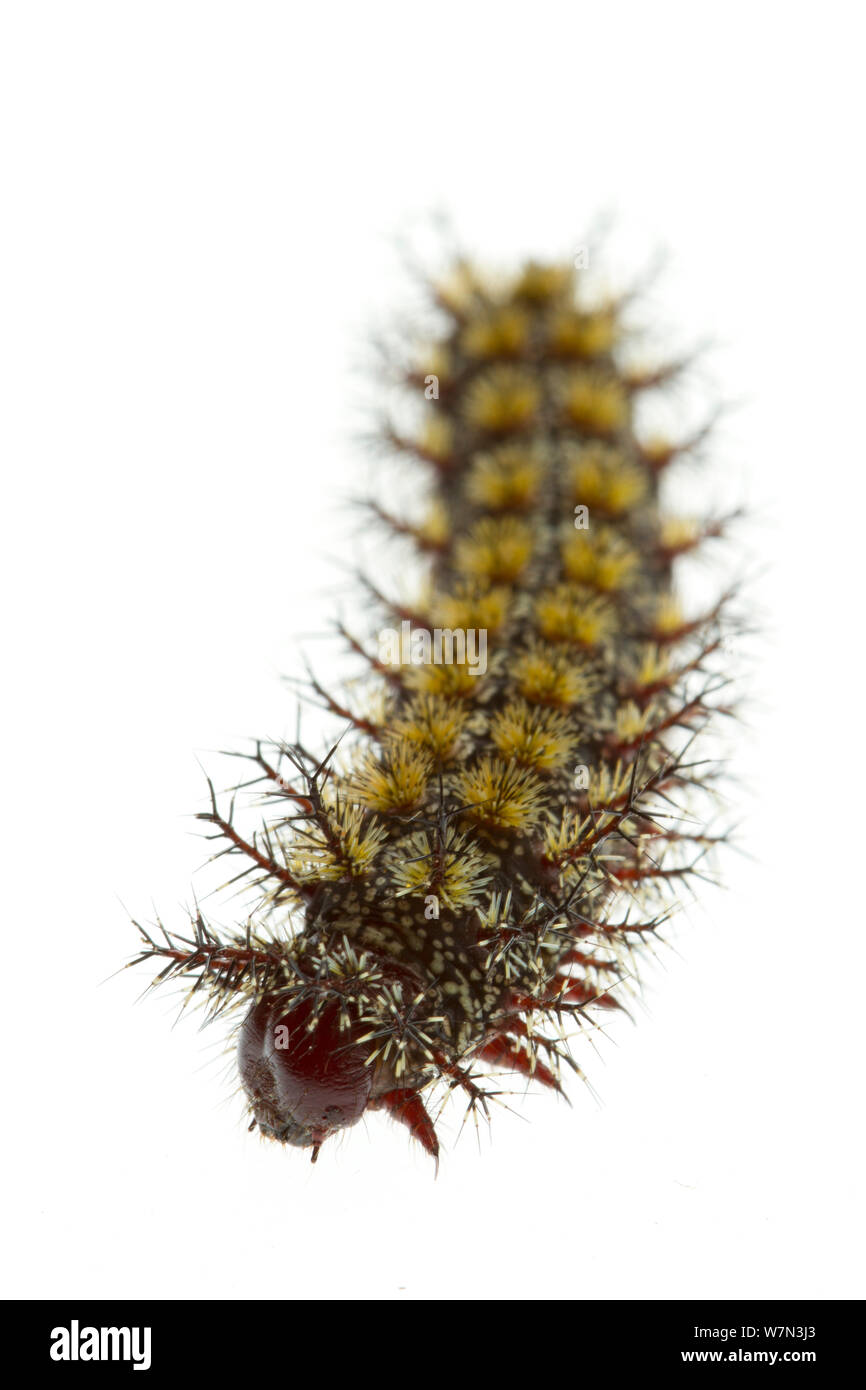 Caterpillar Larve von Buck Motte (Hemileuca Maia) Schottland County, North Carolina, USA, Juni, meetyourneighborsproject.net Stockfoto