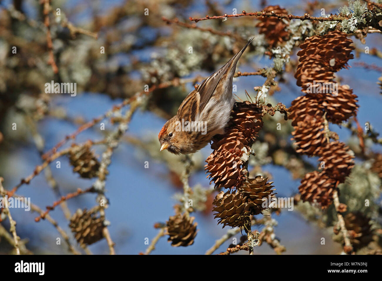 Weniger Redpoll (Carduelis Cabaret) Weiblich, Fütterung auf Lärche Kegel, North Wales, UK, März Stockfoto