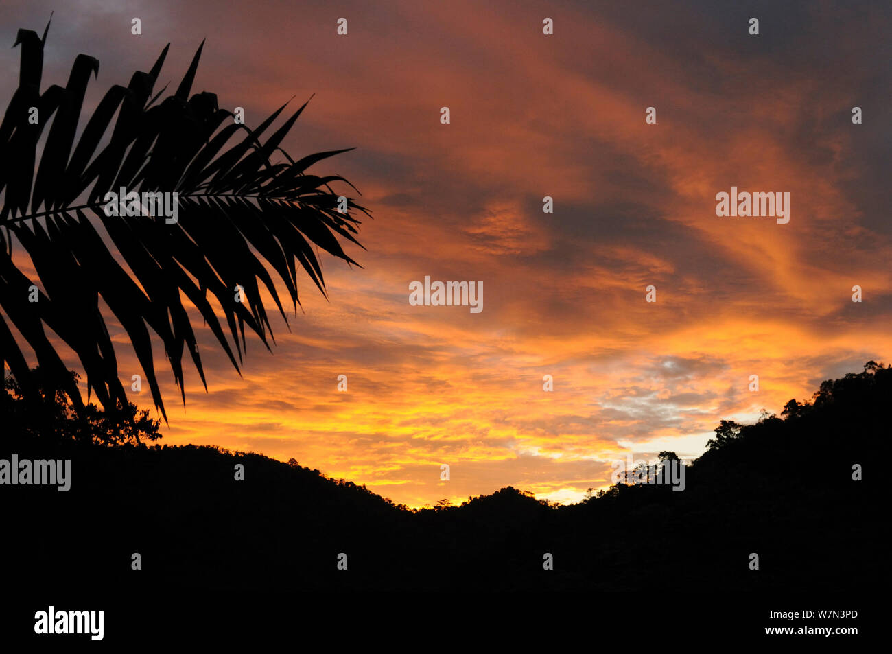 Sonnenuntergang in der Cloud Forest, mit silhoutte von Palm verlassen (Attalea sp.), Jama Coaque Ecological Reserve, Provinz Manabi, Ecuador. Februar 2012. Stockfoto