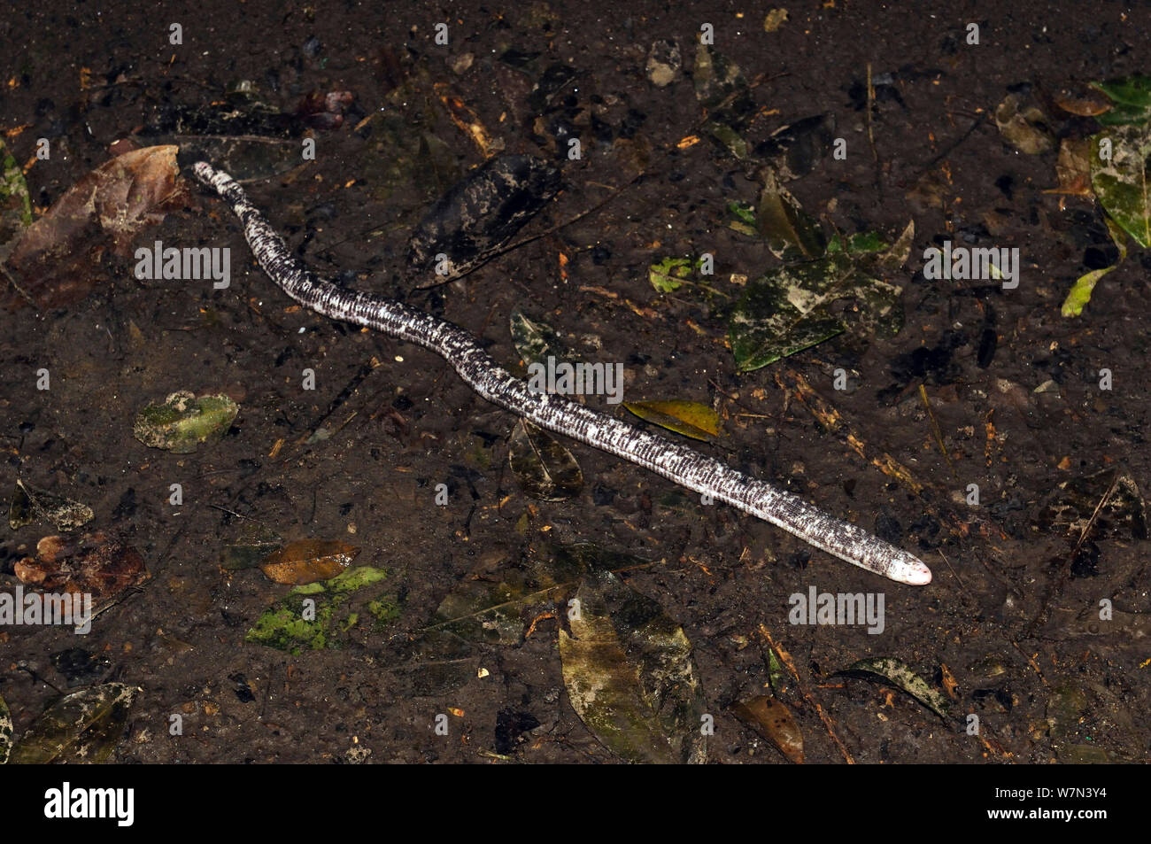 Entdeckte Wurm Lizard (Amphisbaena fuliginosa), Captive, Lalo Loor finden, Provinz Manabi, Ecuador. Stockfoto