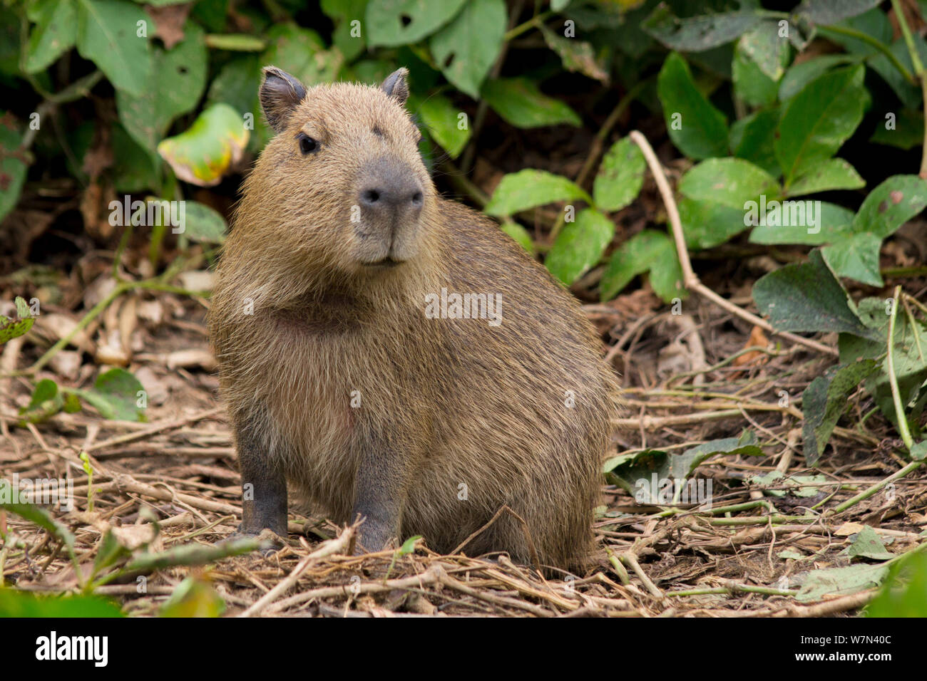 Nagetiere von südamerika -Fotos und -Bildmaterial in hoher Auflösung – Alamy