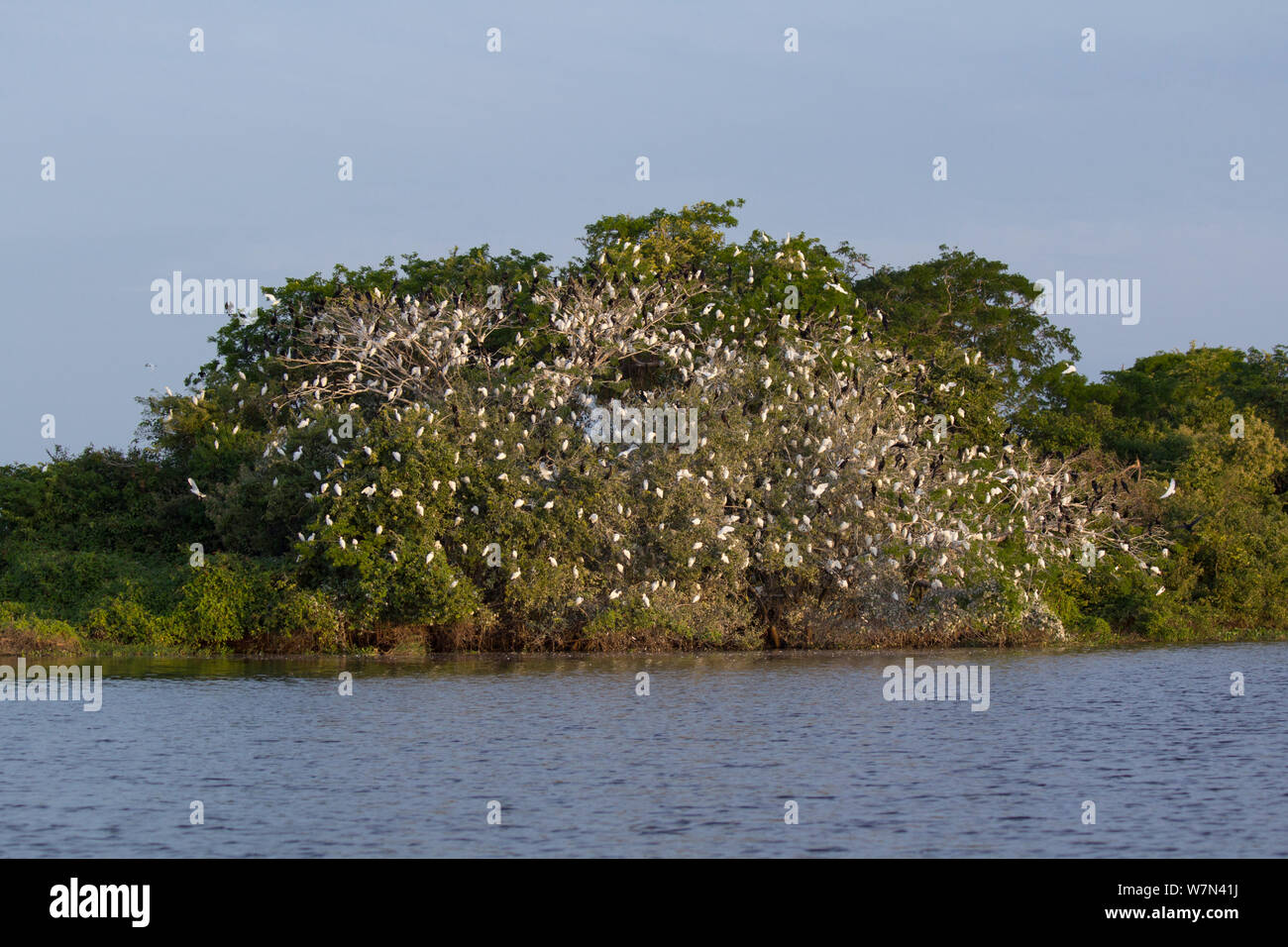 Brasilianische Kormorane (Phalacrocorax brasilianus) und große Reiher (Ardea alba) in der Nacht schlafen im Baum, Pantanal, Pocone, Brasilien Stockfoto