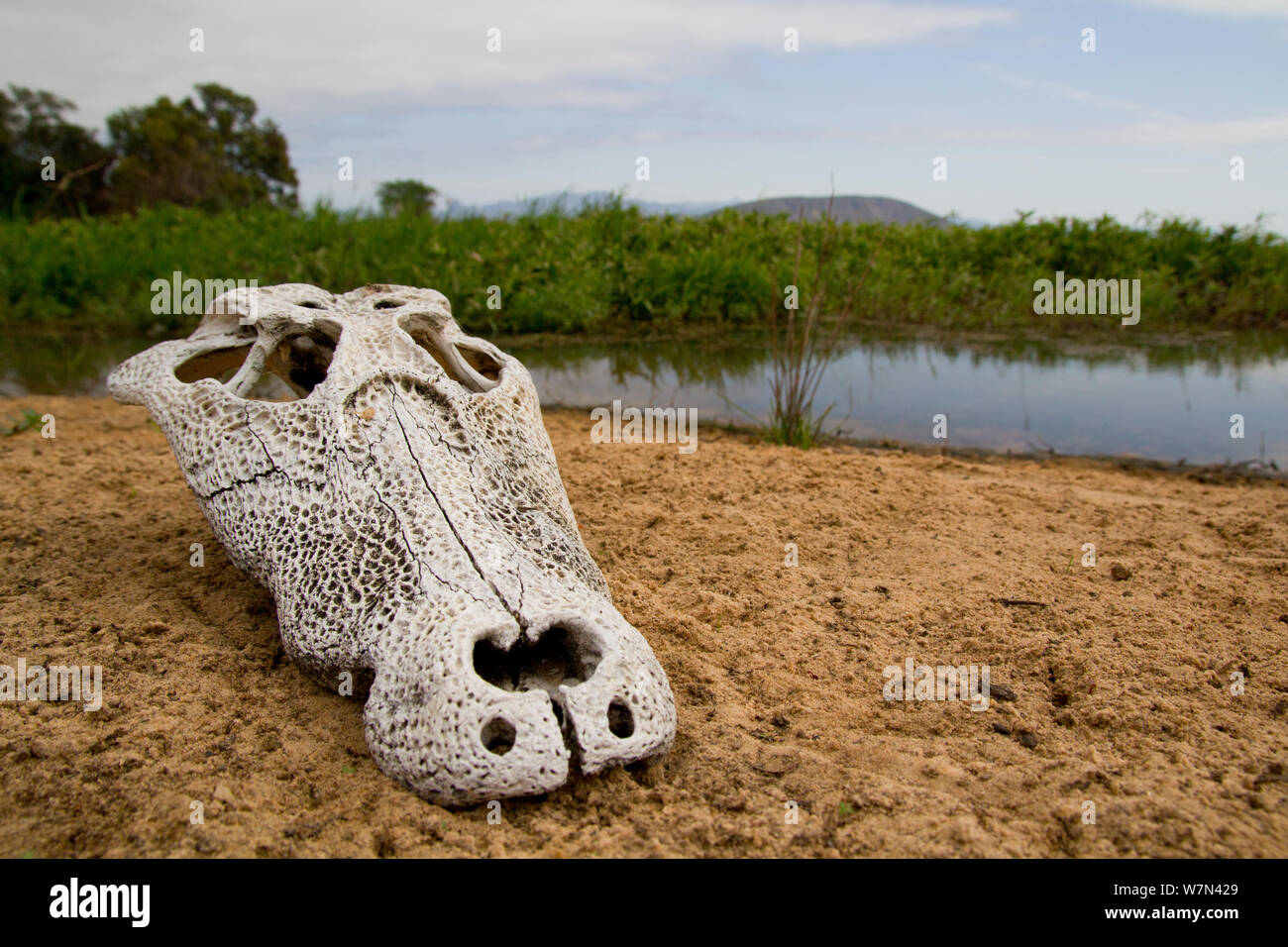 Yacare Kaimane (Caiman yacare) Schädel am Flussufer, Pantanal, Pocone, Brasilien Stockfoto