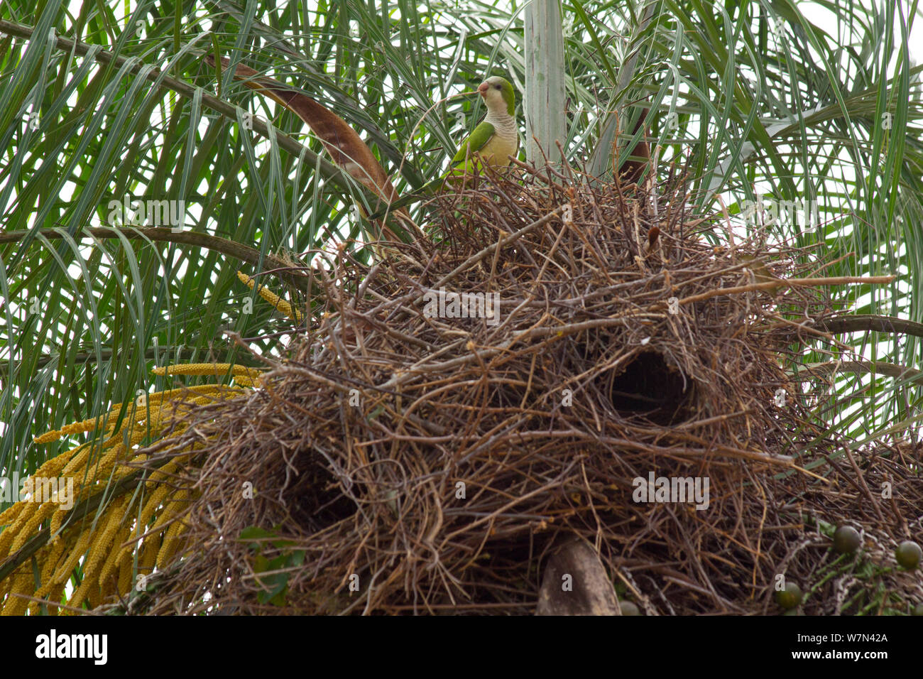 Monk parakeet (Myiopsitta monachus) am Nest, Pantanal, Pocone, Brasilien Stockfoto