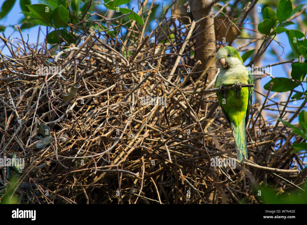 Monk parakeet (Myiopsitta monachus) am Nest, Pantanal, Pocone, Brasilien Stockfoto