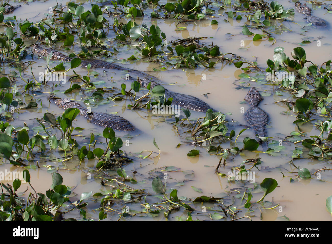 Yacare Kaimane (Caiman yacare) Am Ende der Regenzeit großen Zahlen zu trocknen Pools auf den gefangenen Fisch, Pantanal, Brasilien Pocone, zu Füttern angelockt werden, August Stockfoto