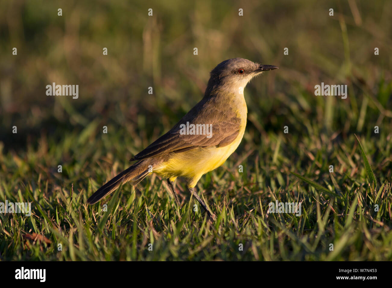 Vieh Tyrann (Machetornis rixosa) Pantanal, Brasilien Stockfoto