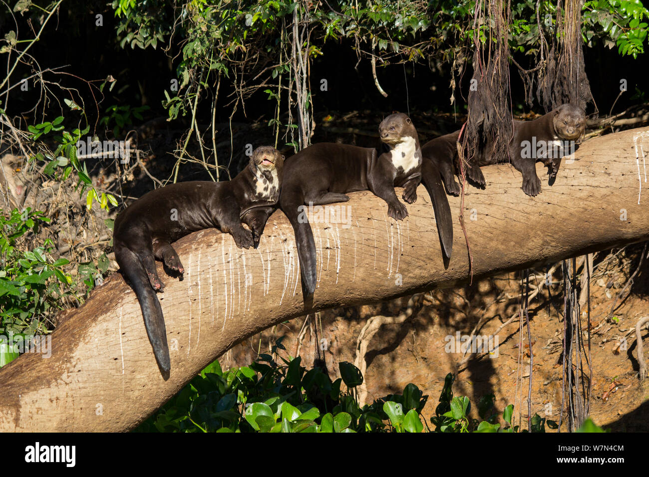 Riesenotter (Pteronura brasiliensis) ruht auf Ast, Pantanal, Pocone, Brasilien Stockfoto