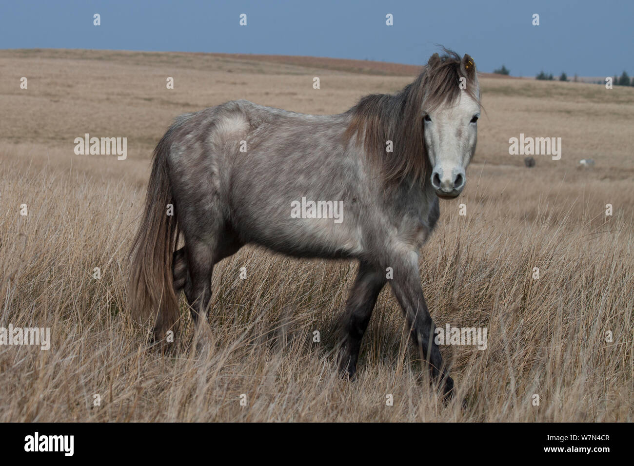 Welsh Mountain Ponys, Welsh Cob Welsh Pony von Cob (Equus ferus Caballus), Brecon Beacons, Wales, UK, März Stockfoto