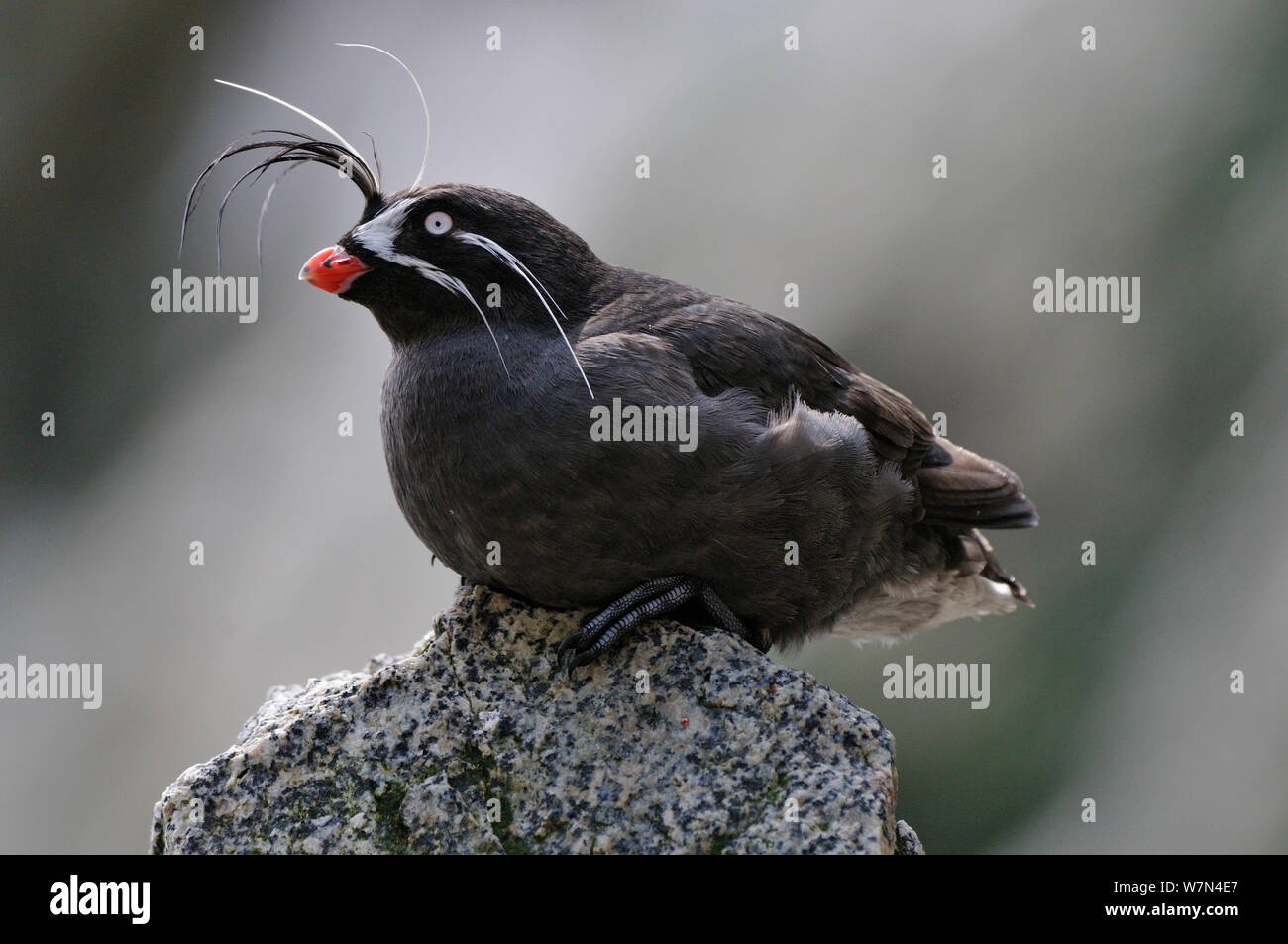 Weissbart Auklet (Aethia Pygmaea), Iony Insel / Jonas Insel, Meer von Okhotsk Fernost Russland, Juli Stockfoto